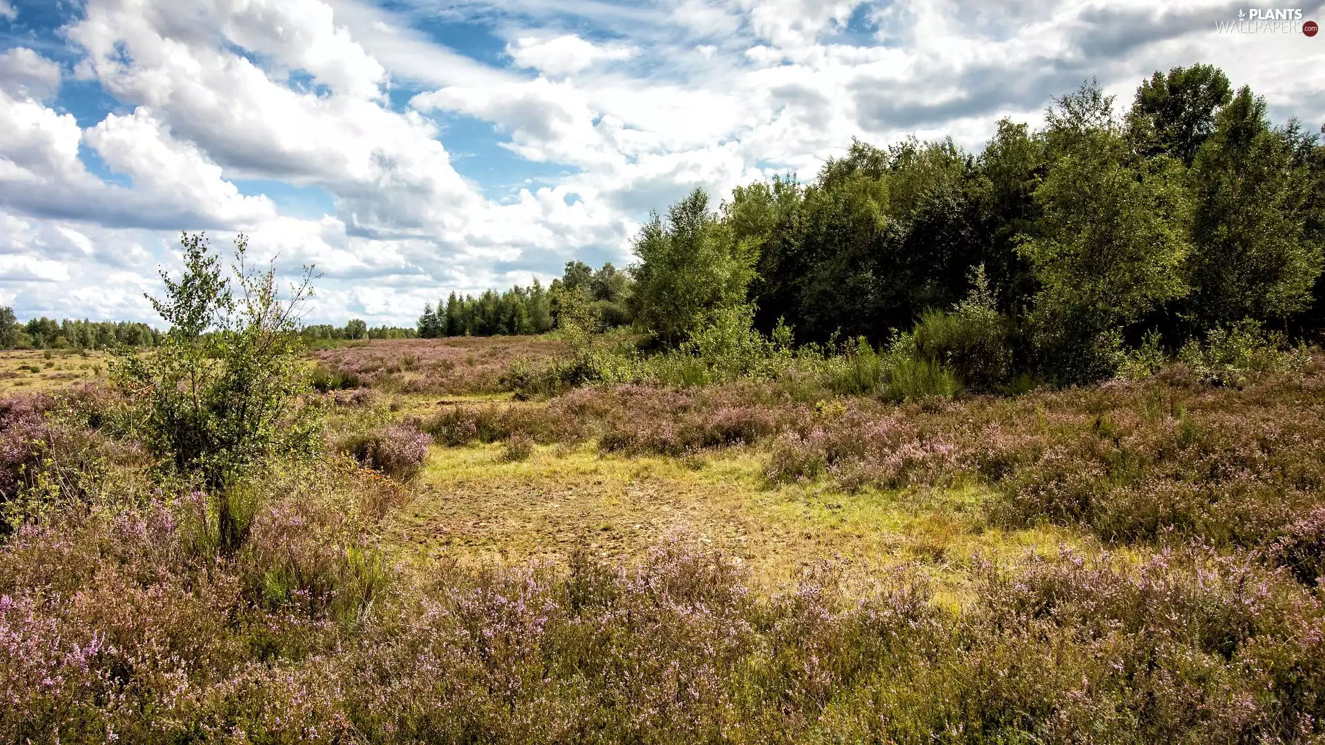 trees, North Rhine-Westphalia, forest, Drover Heide Nature Reserve, Germany, viewes, heath