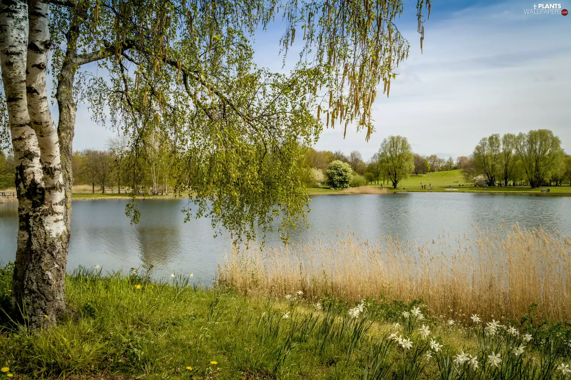 lake, birch-tree, Berlin, Britzer Garten Park, Germany