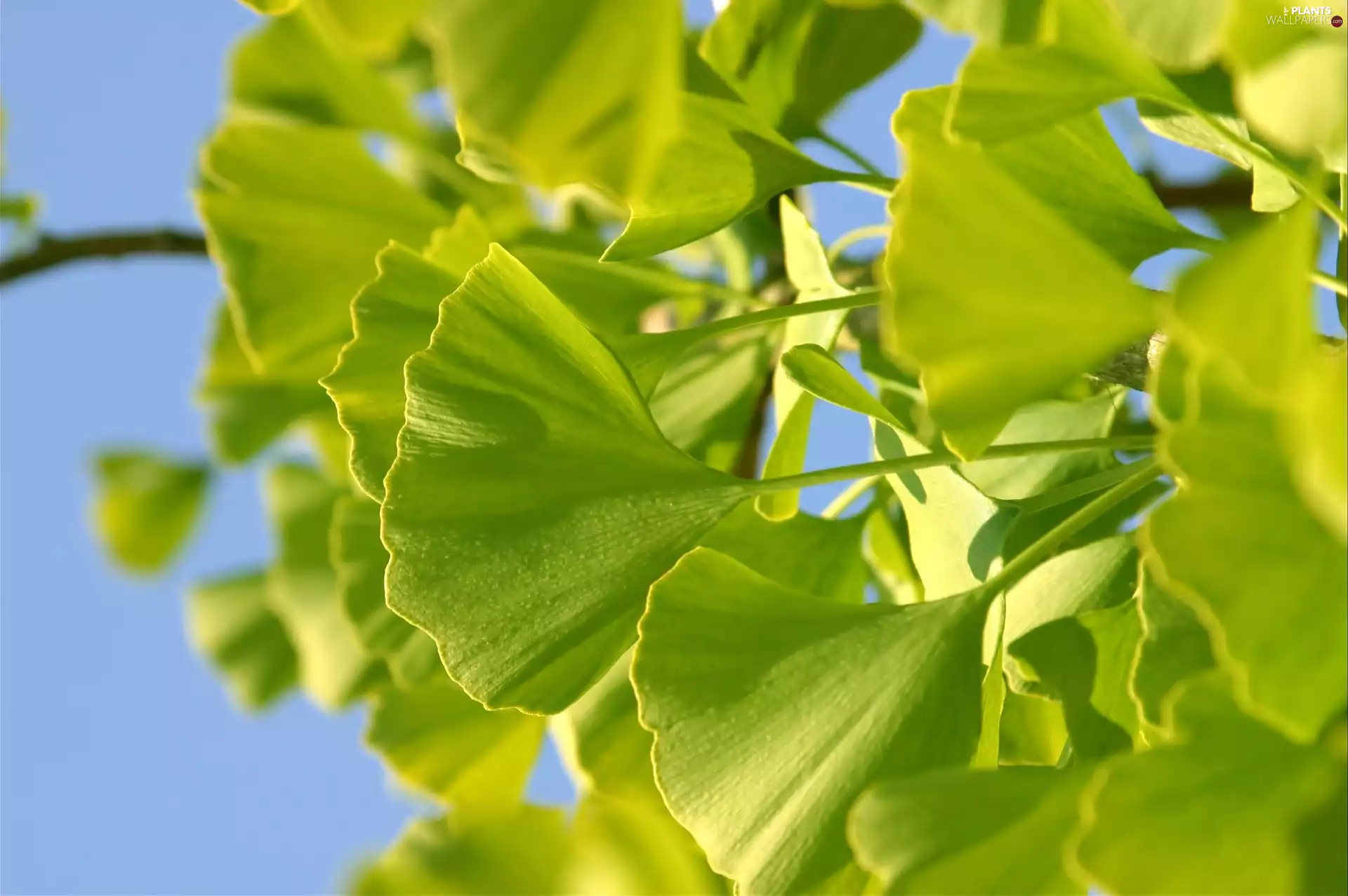 ginkgo, Leaf