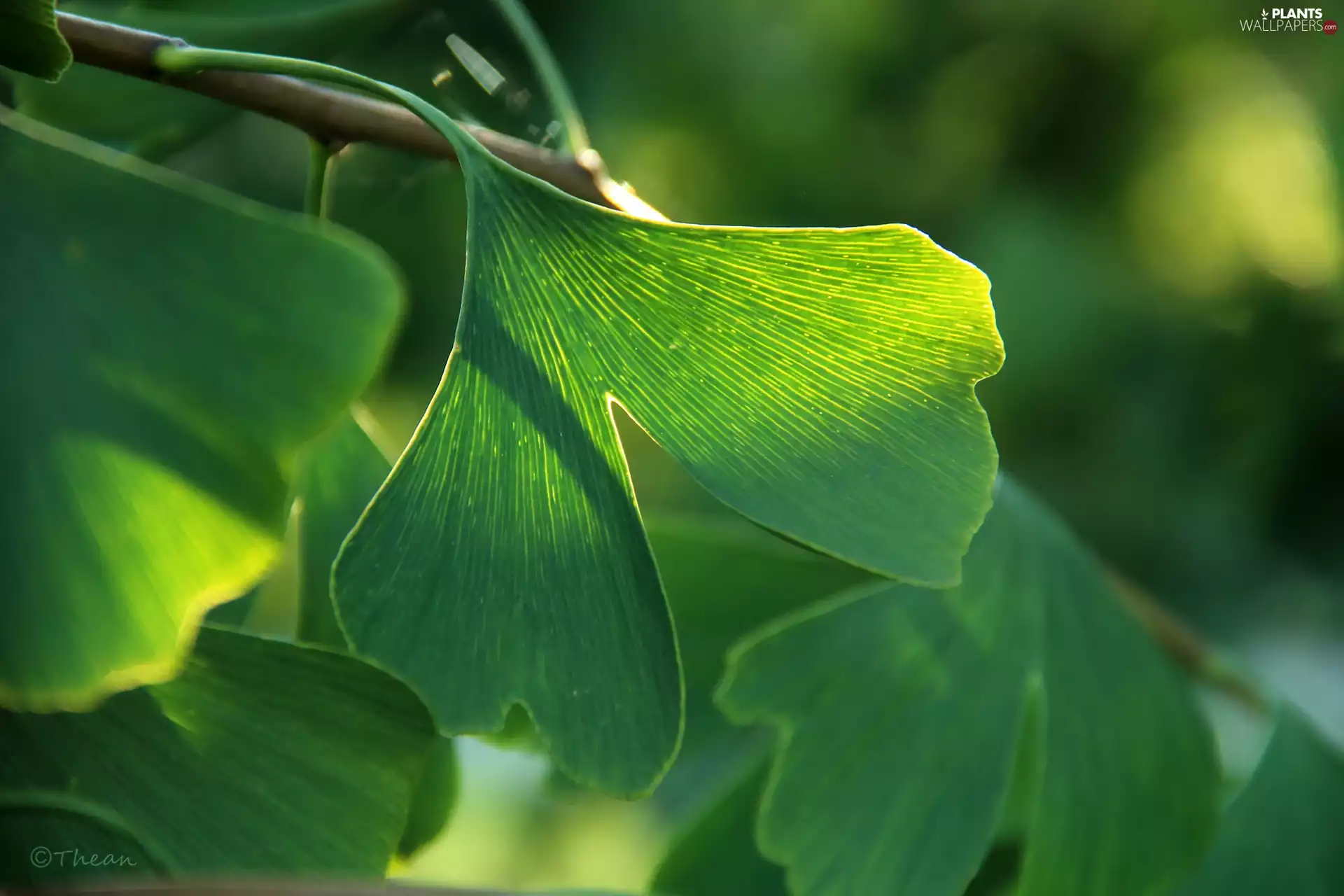 Ginkgo Japanese, Leaf