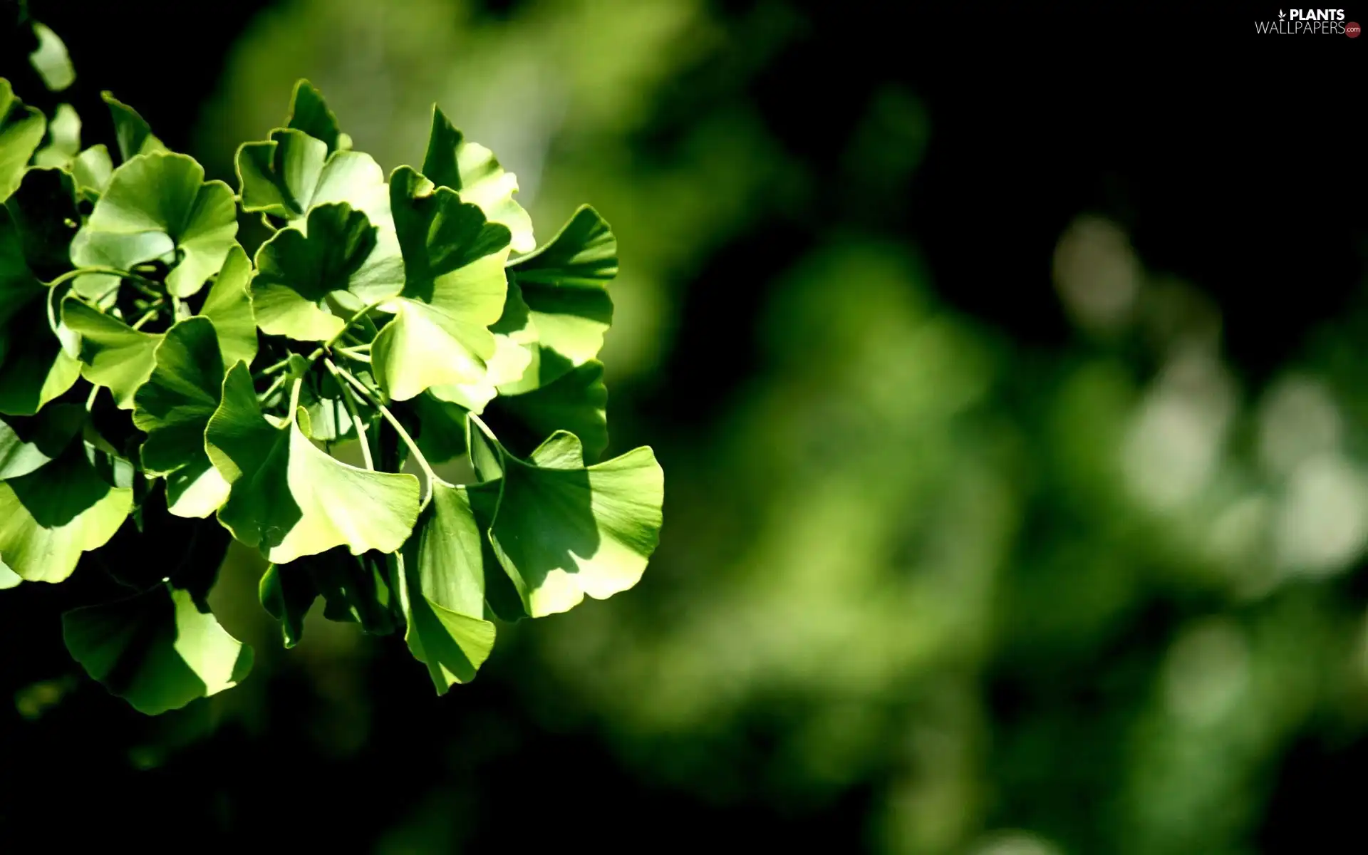 Leaf, ginkgo