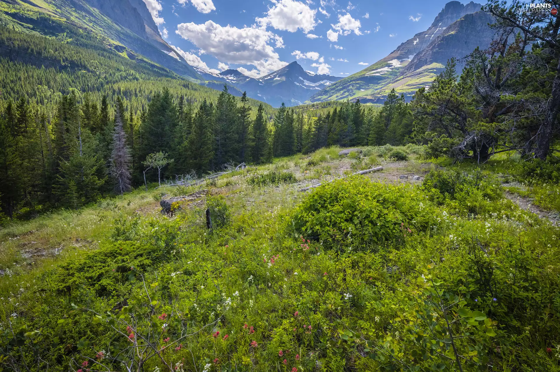 viewes, Flowers, The United States, Plants, Montana, trees, Mountains, Glacier National Park