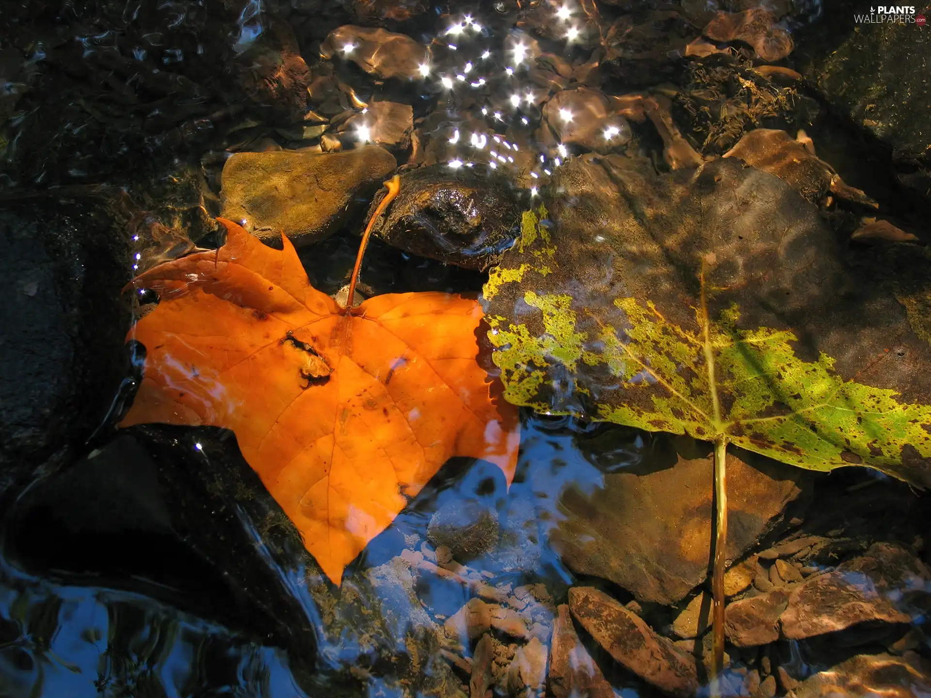 Autumn, water, glamour, Leaf