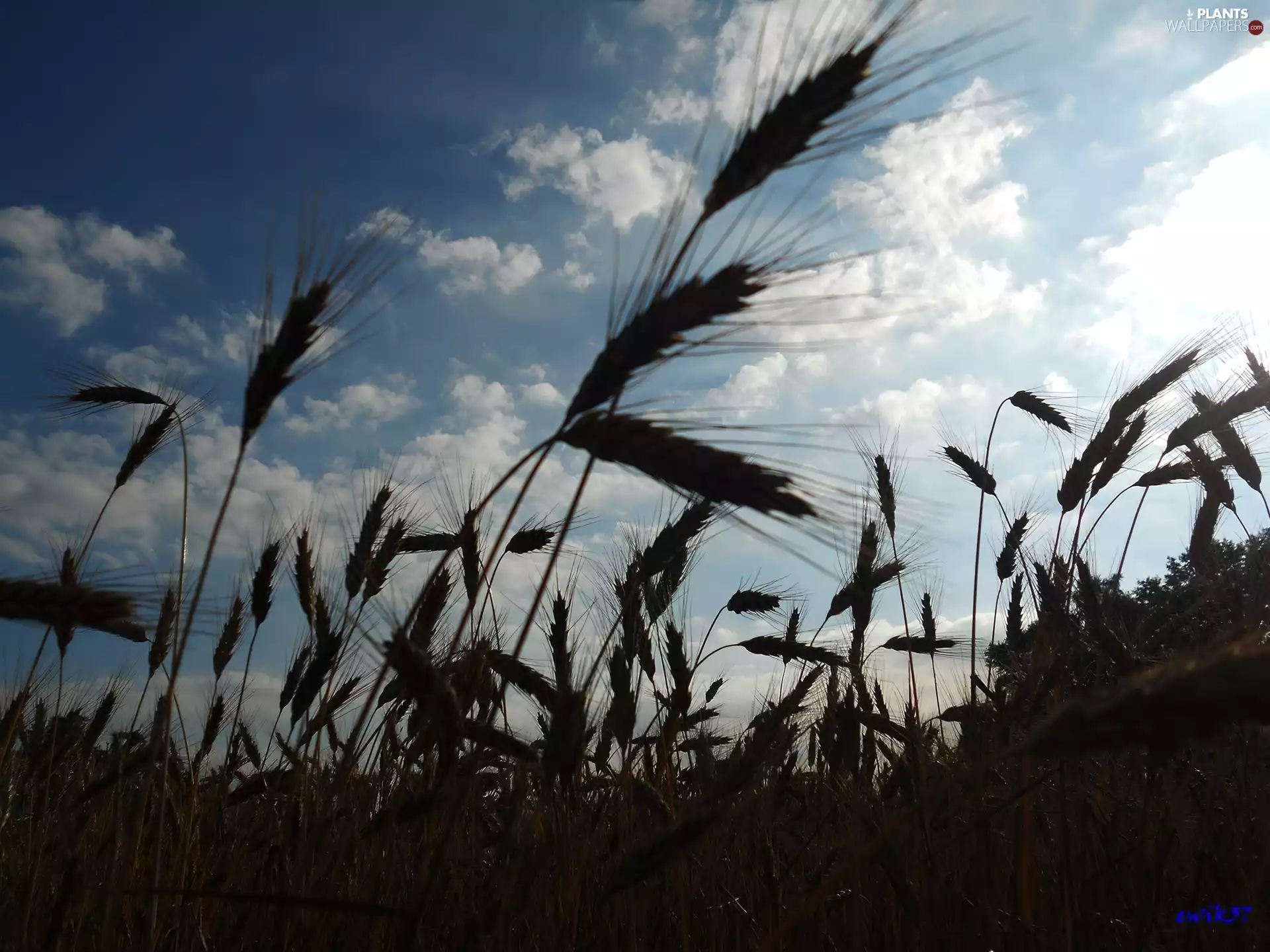 clouds, glamour, cereals, Sky, Ears