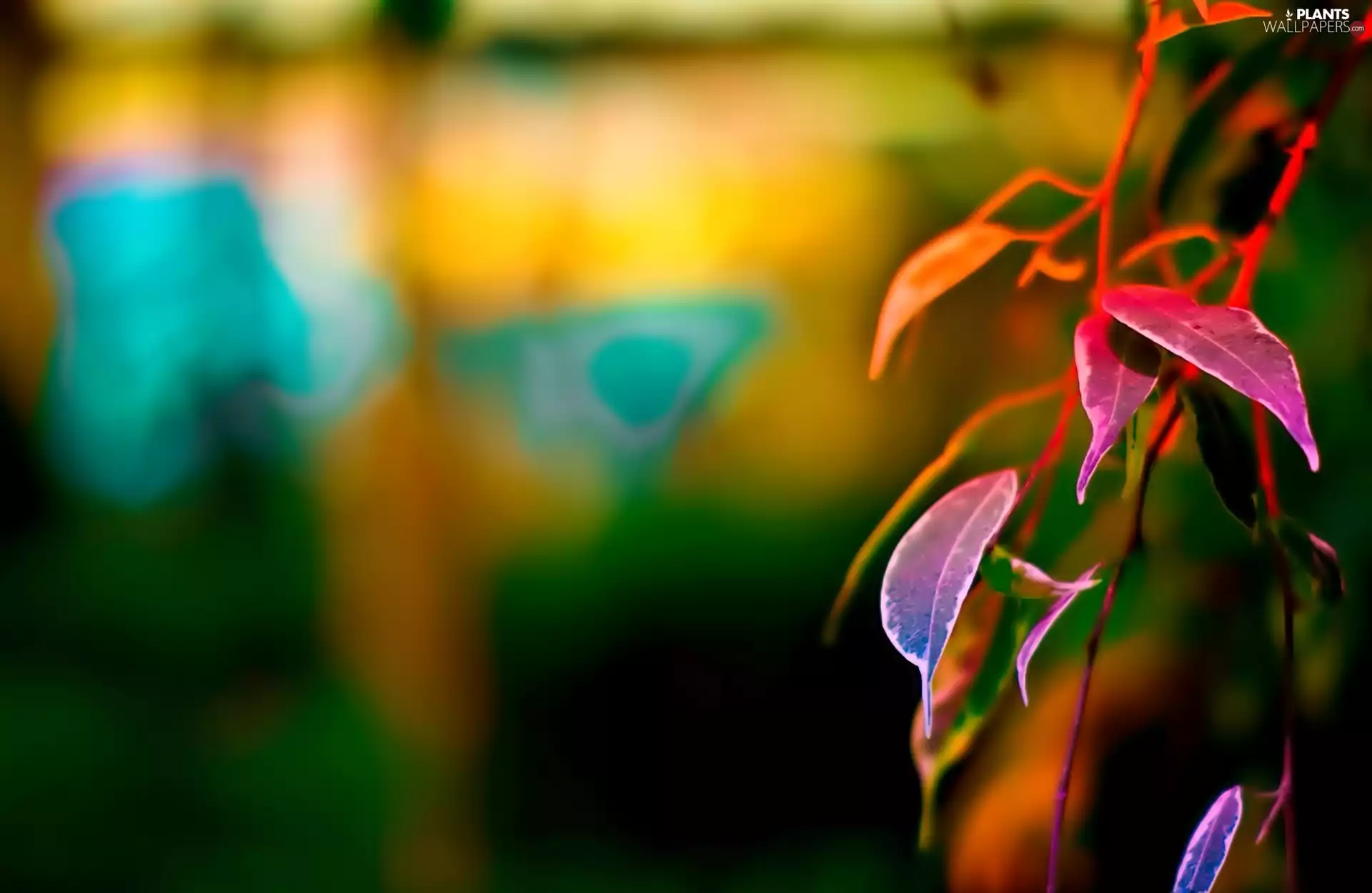 background, glamour, Leaf, fuzzy, color