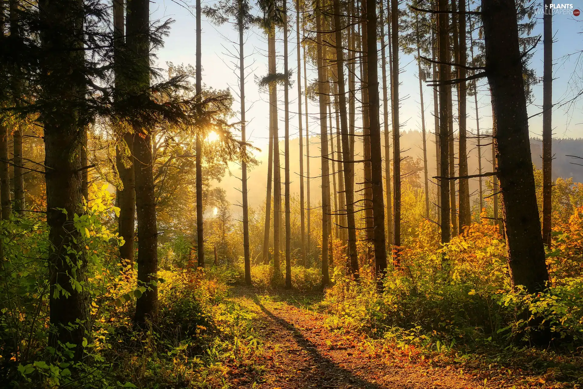 trees, sunny, Path, glamour, forest, viewes, VEGETATION