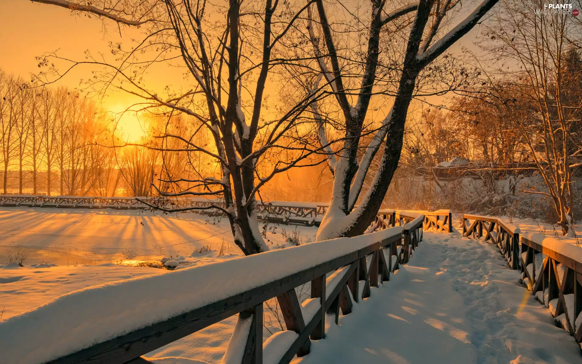 trees, viewes, snow, sunny, fence, Park, winter, glamour