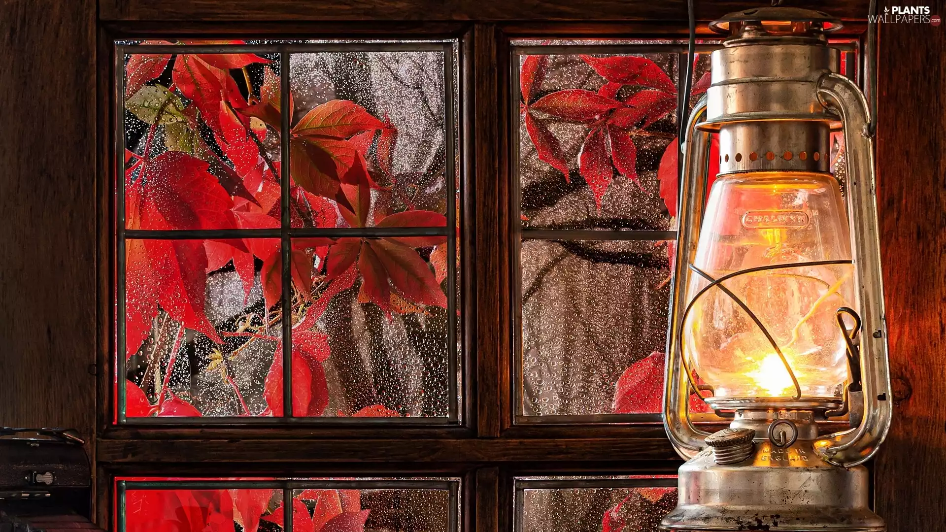 Leaf, Oil Lamp, Glass, drops, Window