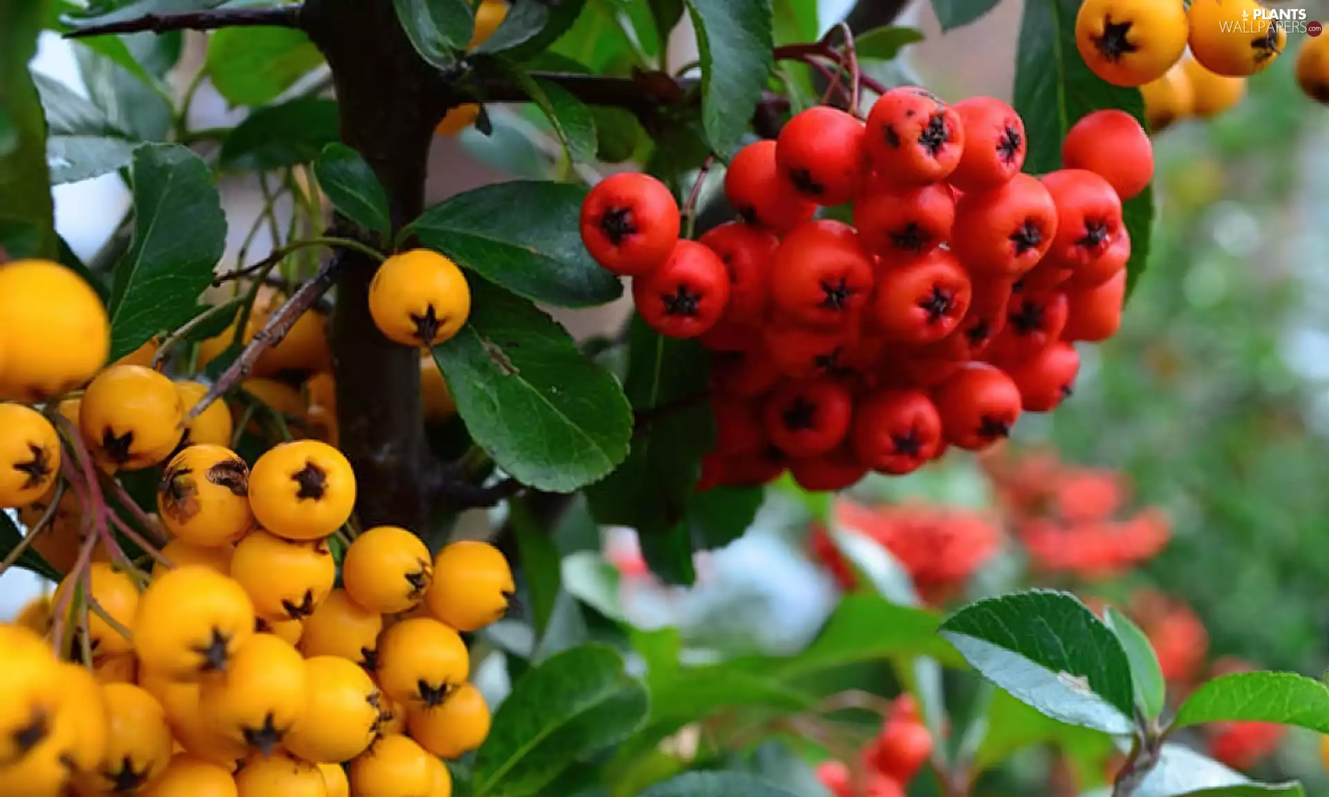Yellow Honda, Pyracantha, glimmer, red hot