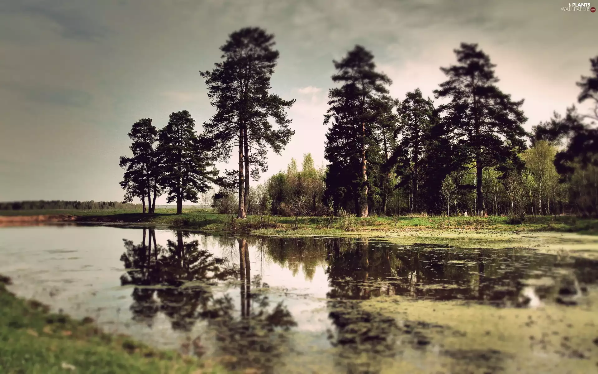 viewes, forest, edges, Gloomily, fuzzy, trees