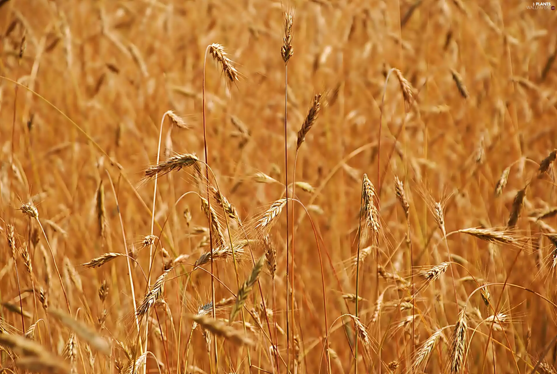 Field, Ears, corn, Golden
