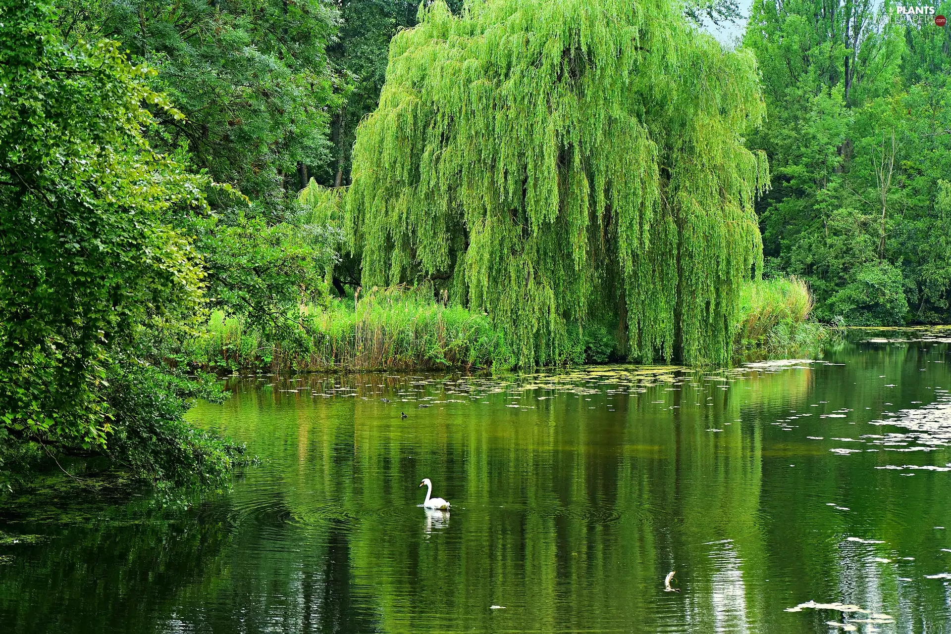 green ones, trees, summer, viewes, Swans, Pond - car, Park, Golden Weeping Willow
