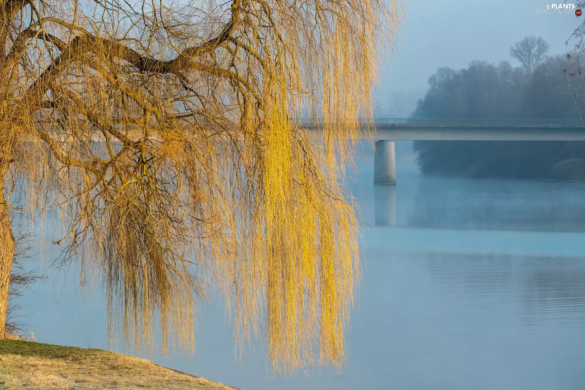 trees, River, bridge, Golden Weeping Willow