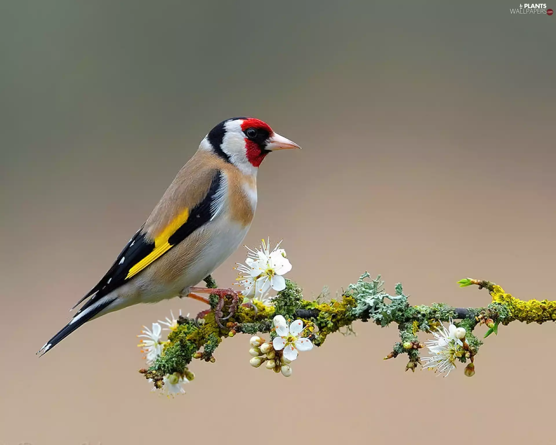 color, twig, Flowers, goldfinch