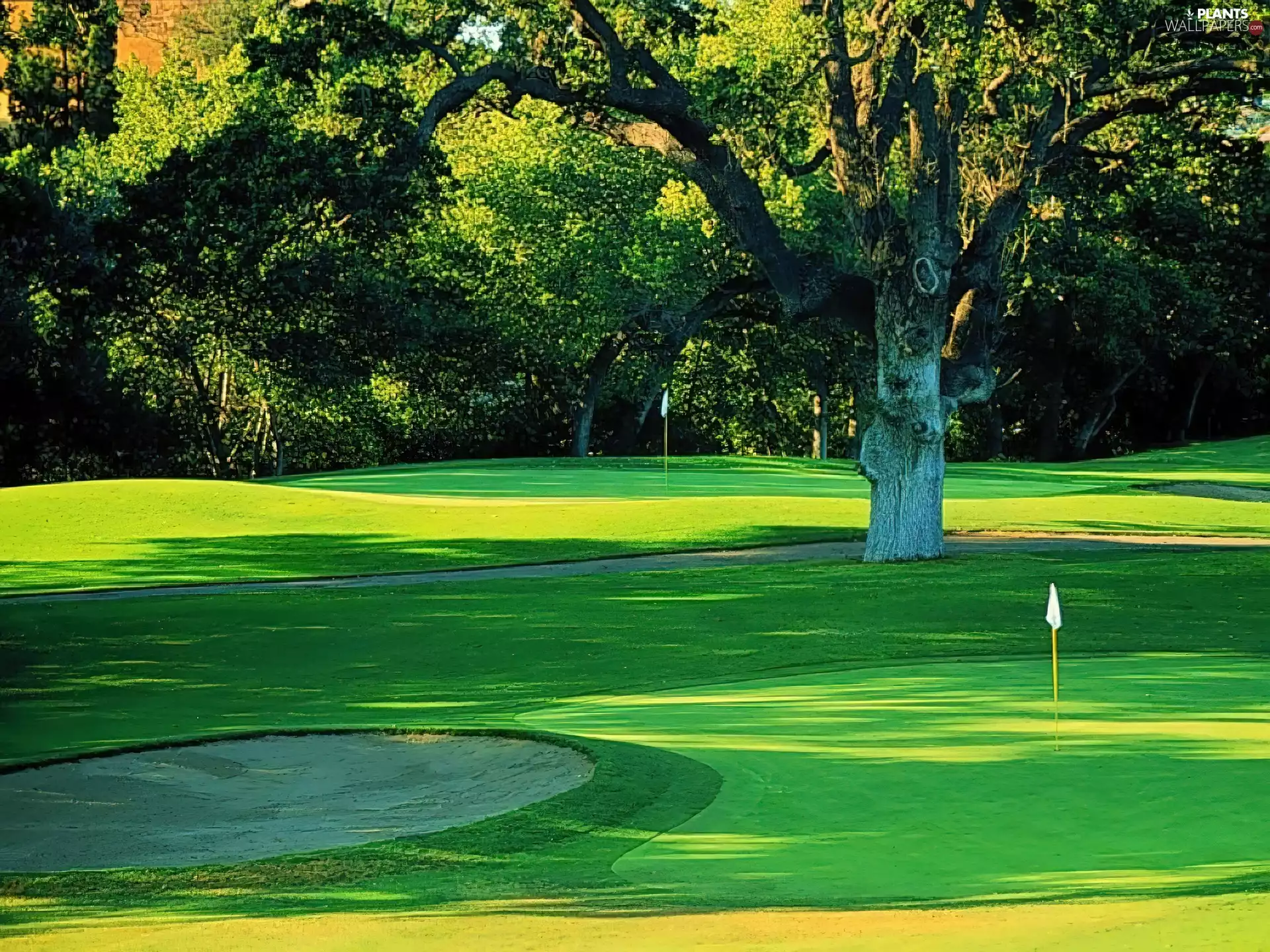 golf-links, trees