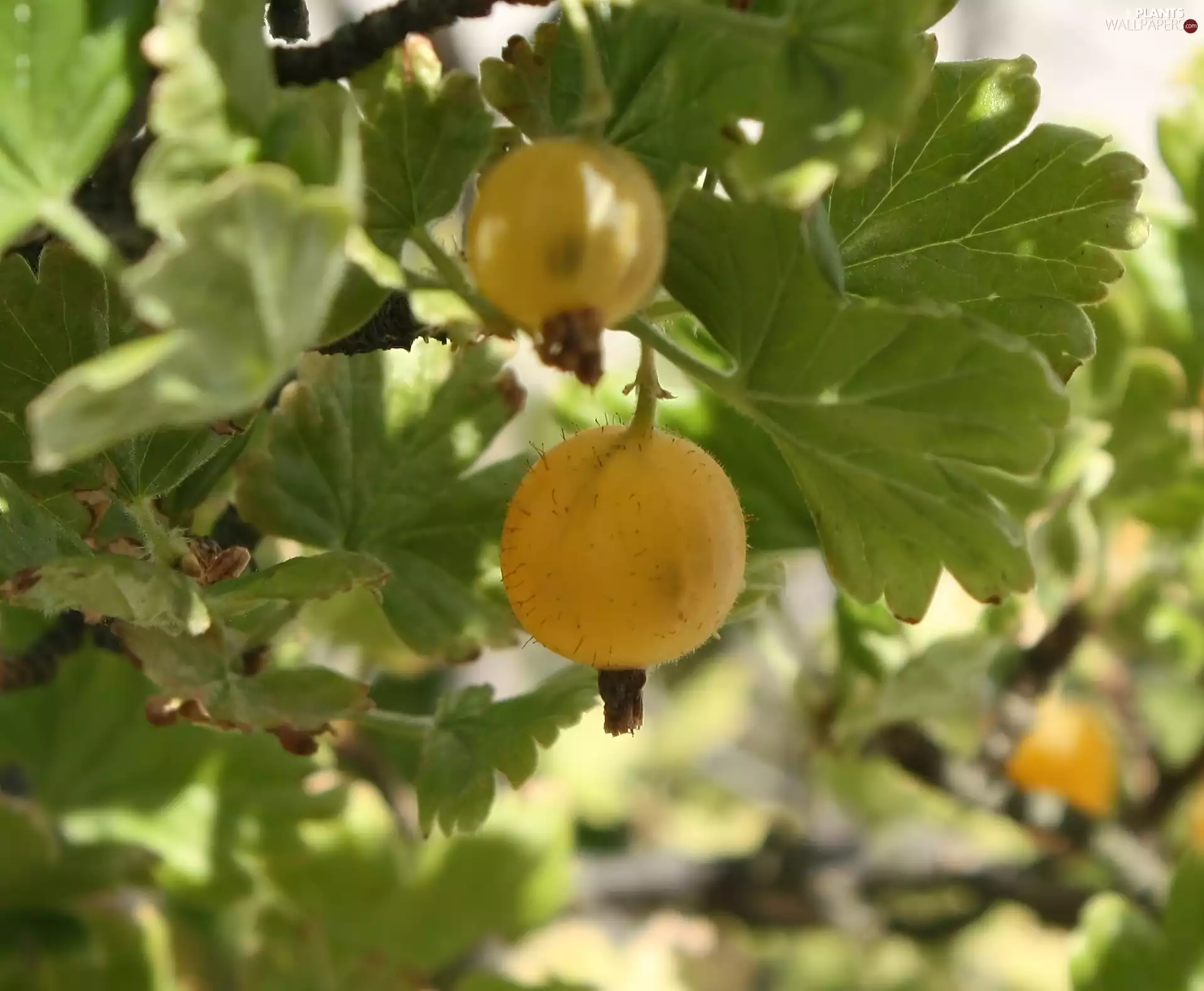 gooseberry, Bush, barbed