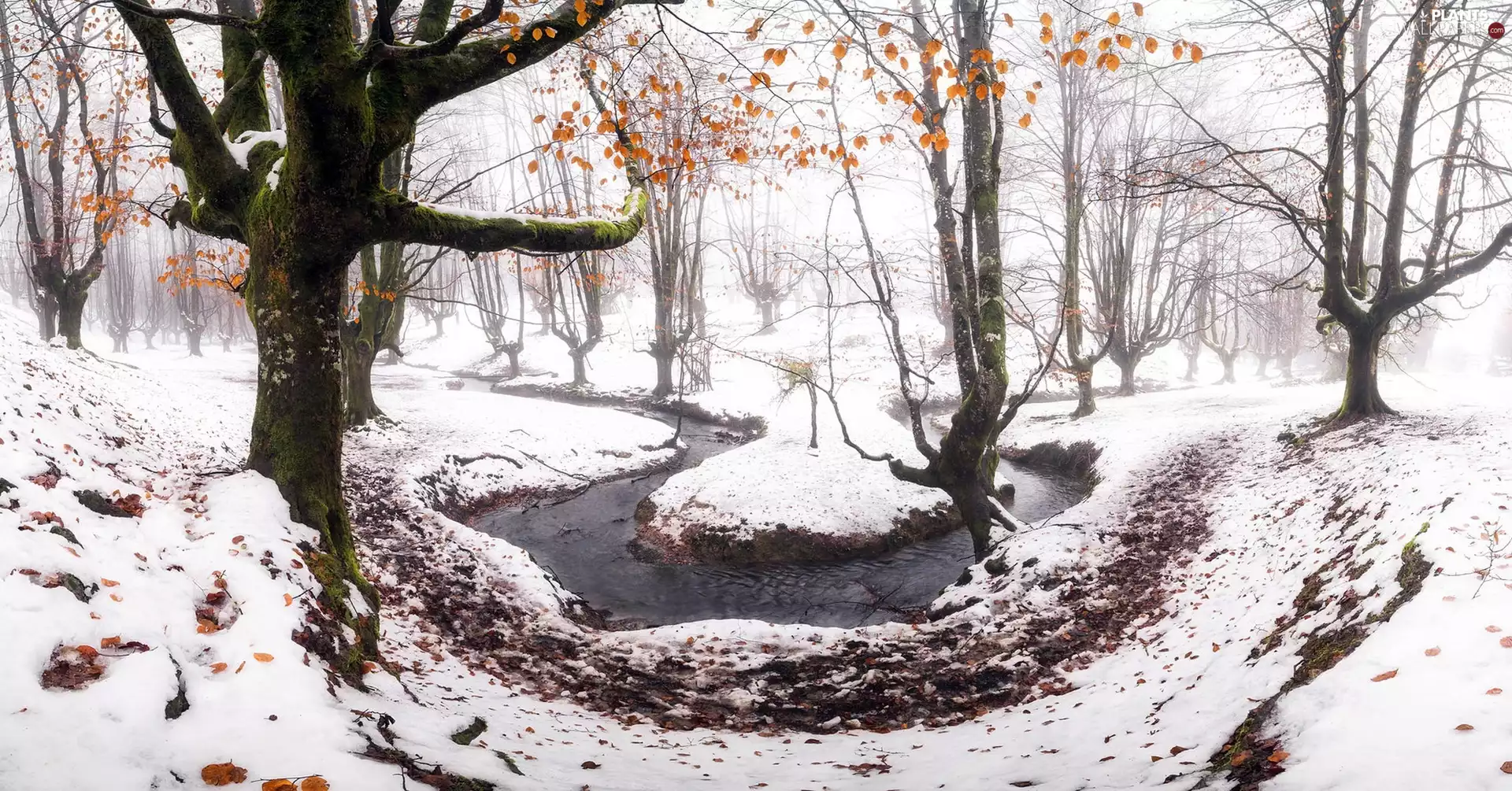 forest, trees, Spain, viewes, Basque Country, Gorbea National Park, winter, River