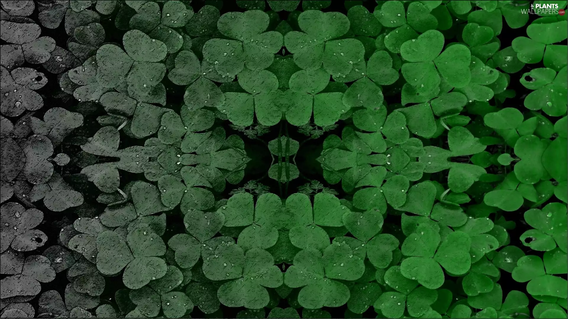 scale, clover, green, Gradient, Gray, symmetry