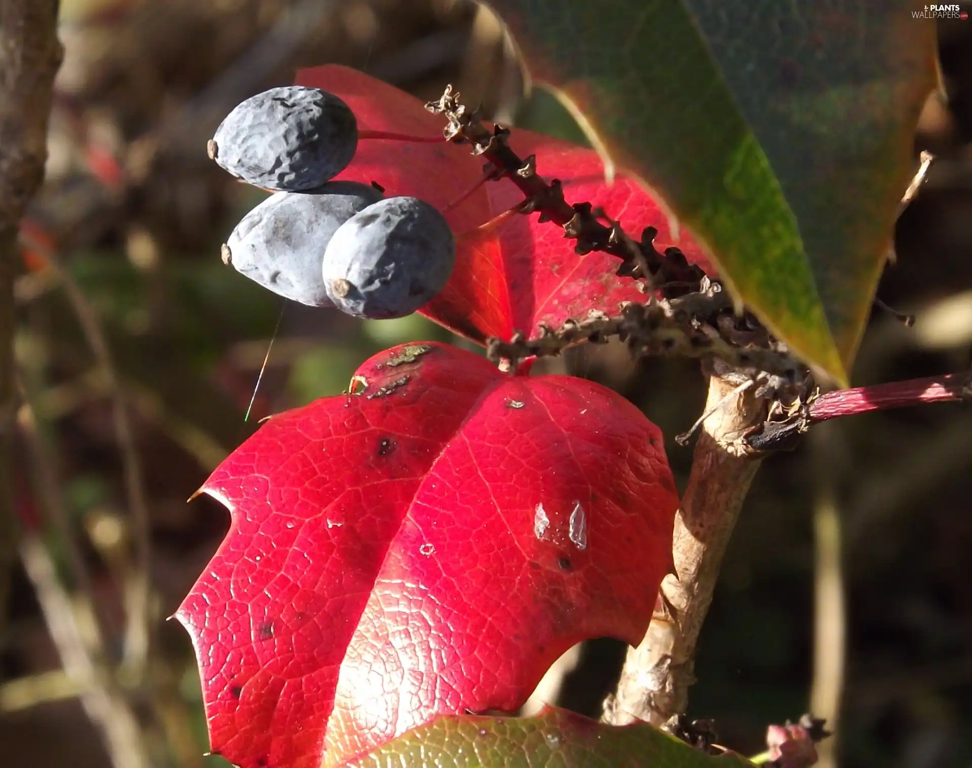 Granate, fruit, Red, Leaf, holly