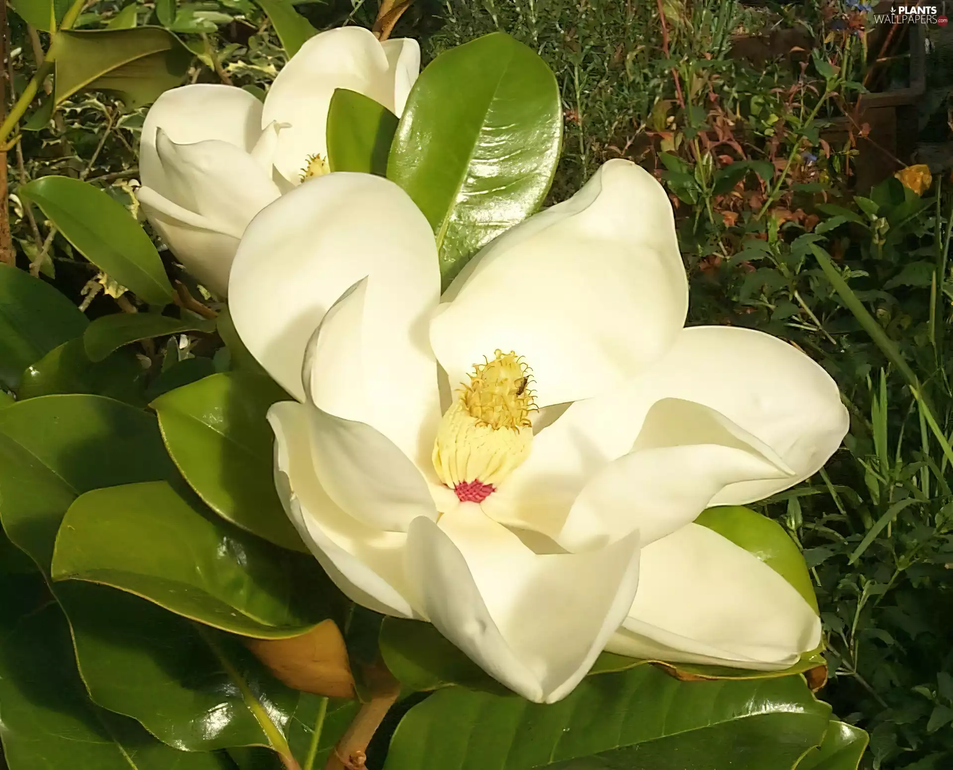 grandiflora, White, Magnolia
