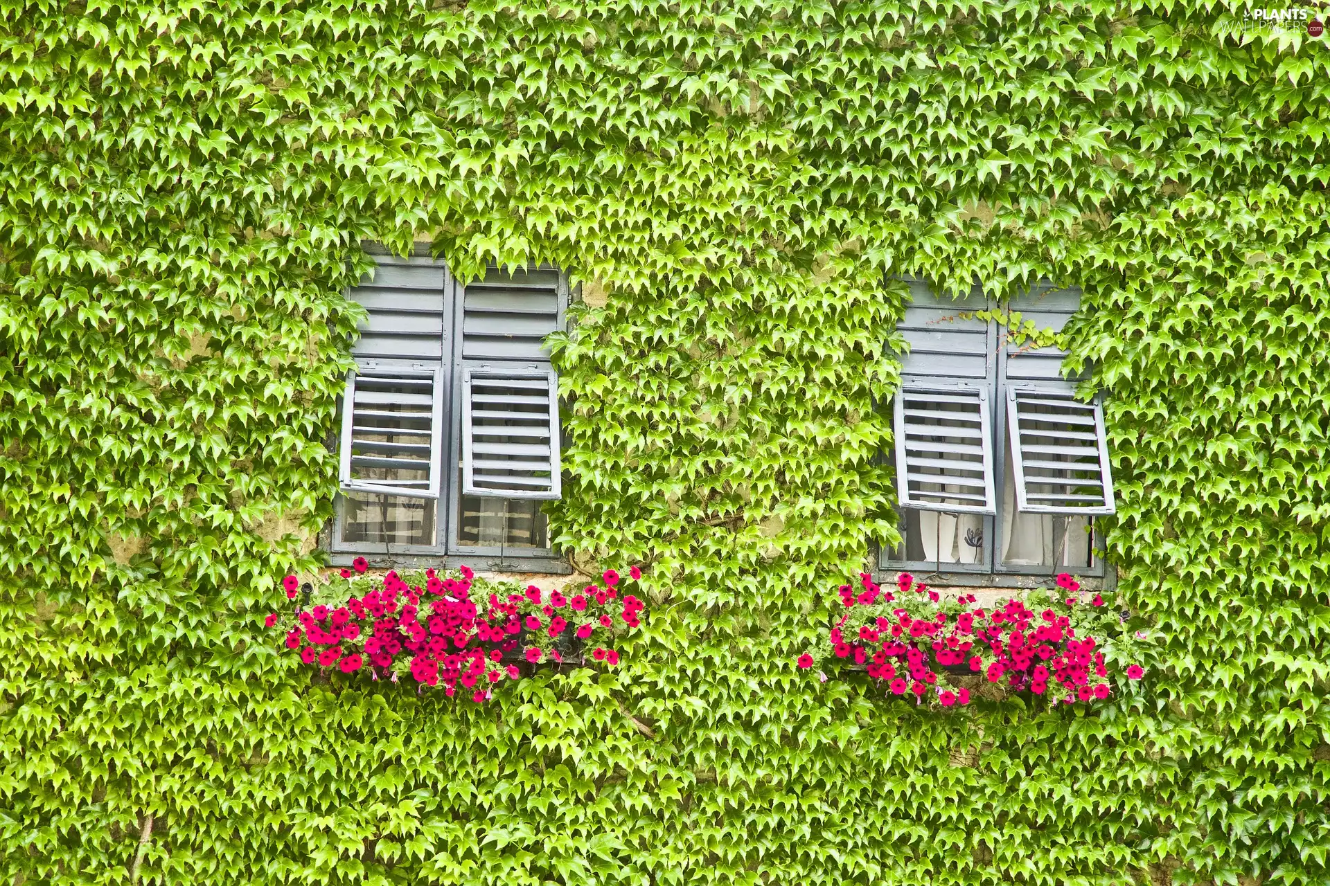 Windows, wall, Leaf, grape-vine, Flowers, house
