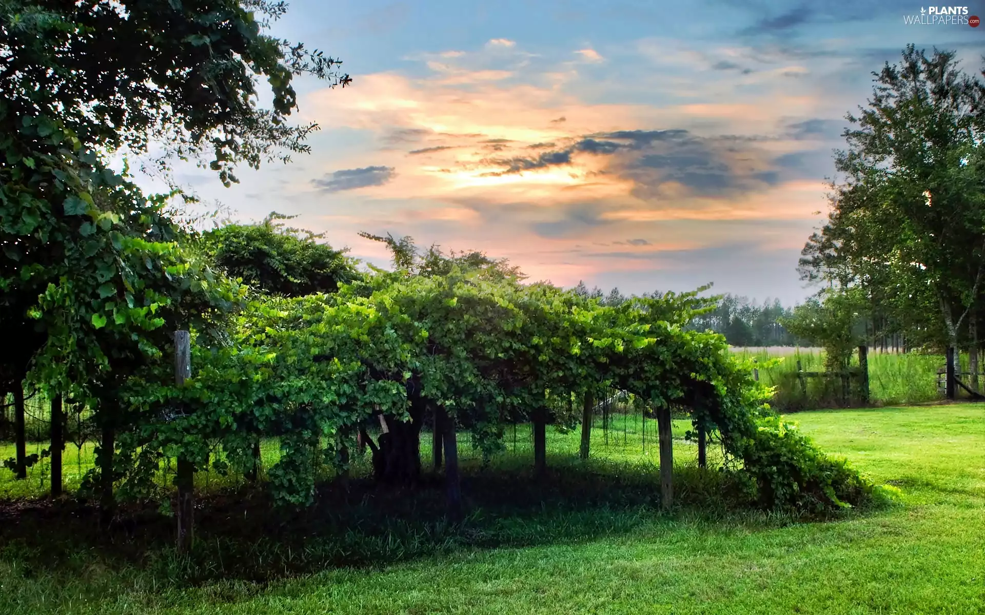grape-vine, Garden, grass, clouds, flash, luminosity, ligh, sun, Przebijające