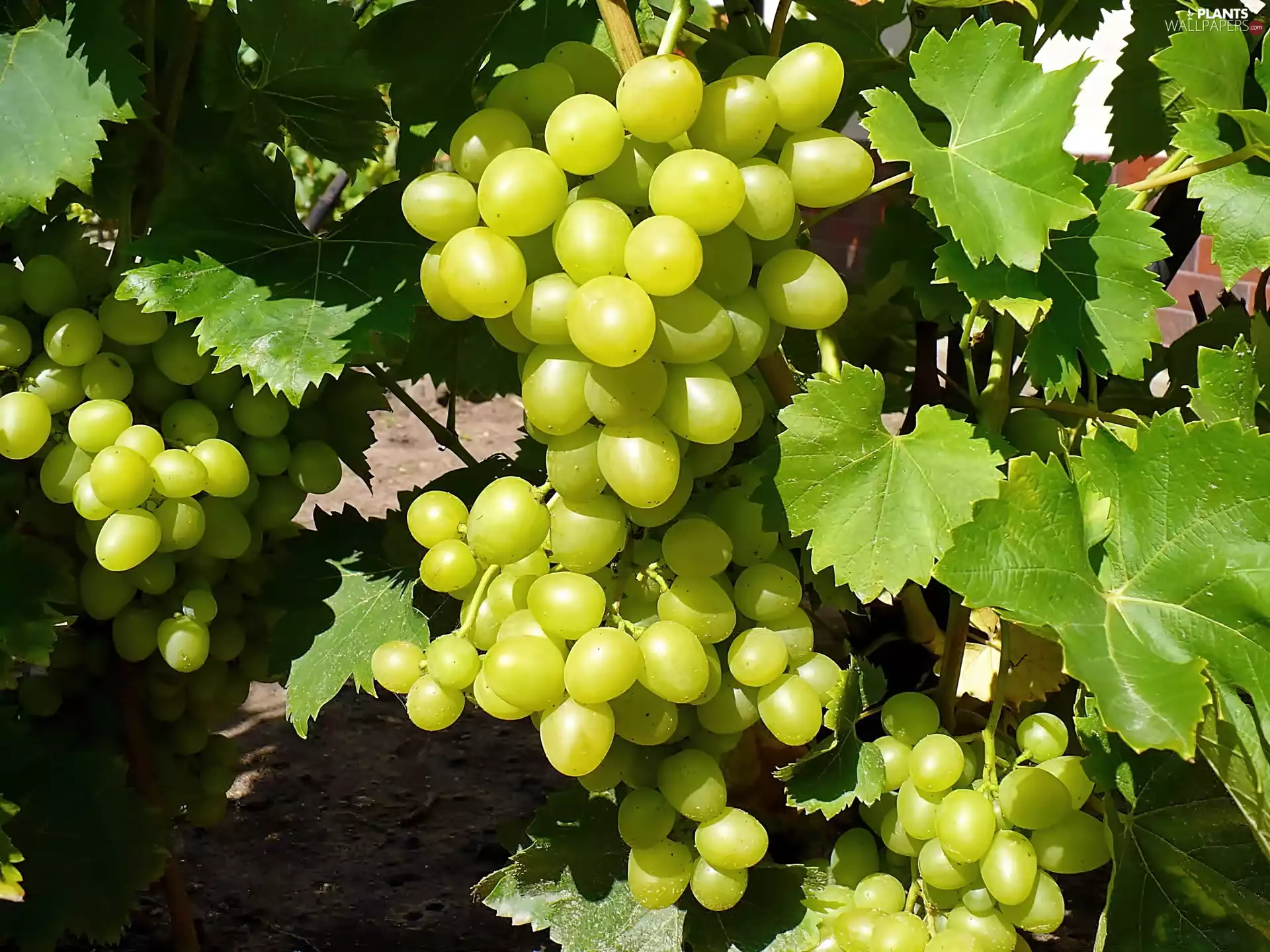 vine, Grapes, Garden, Bush, summer