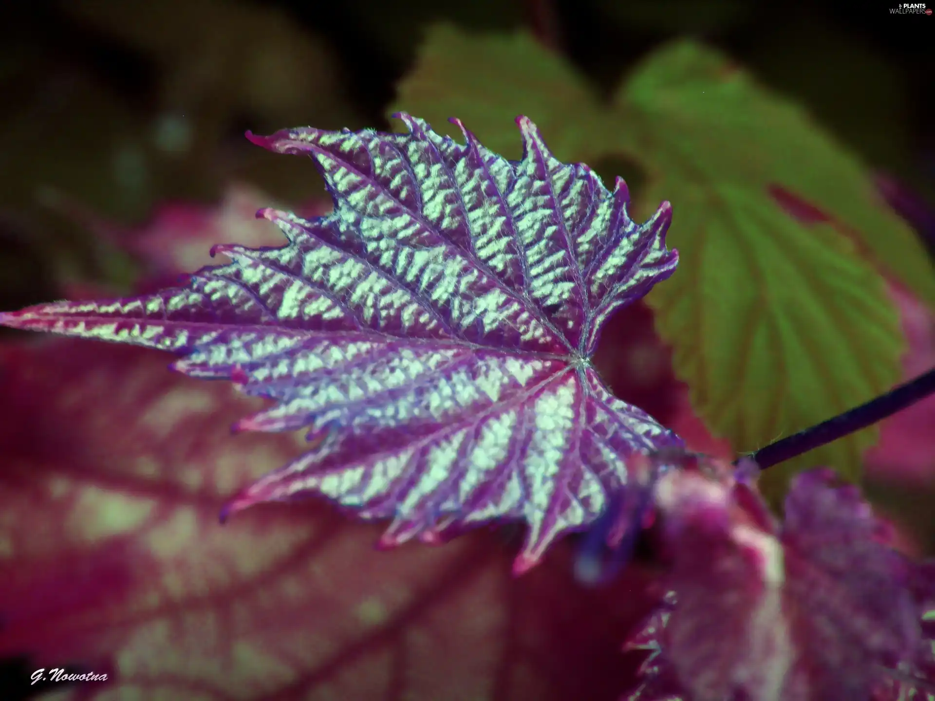 Grapes, color, leaf