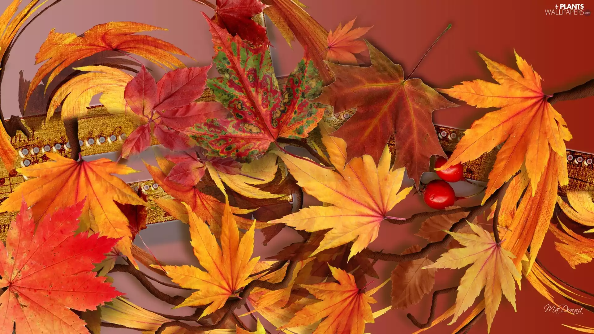 graphics, Leaf, autumn