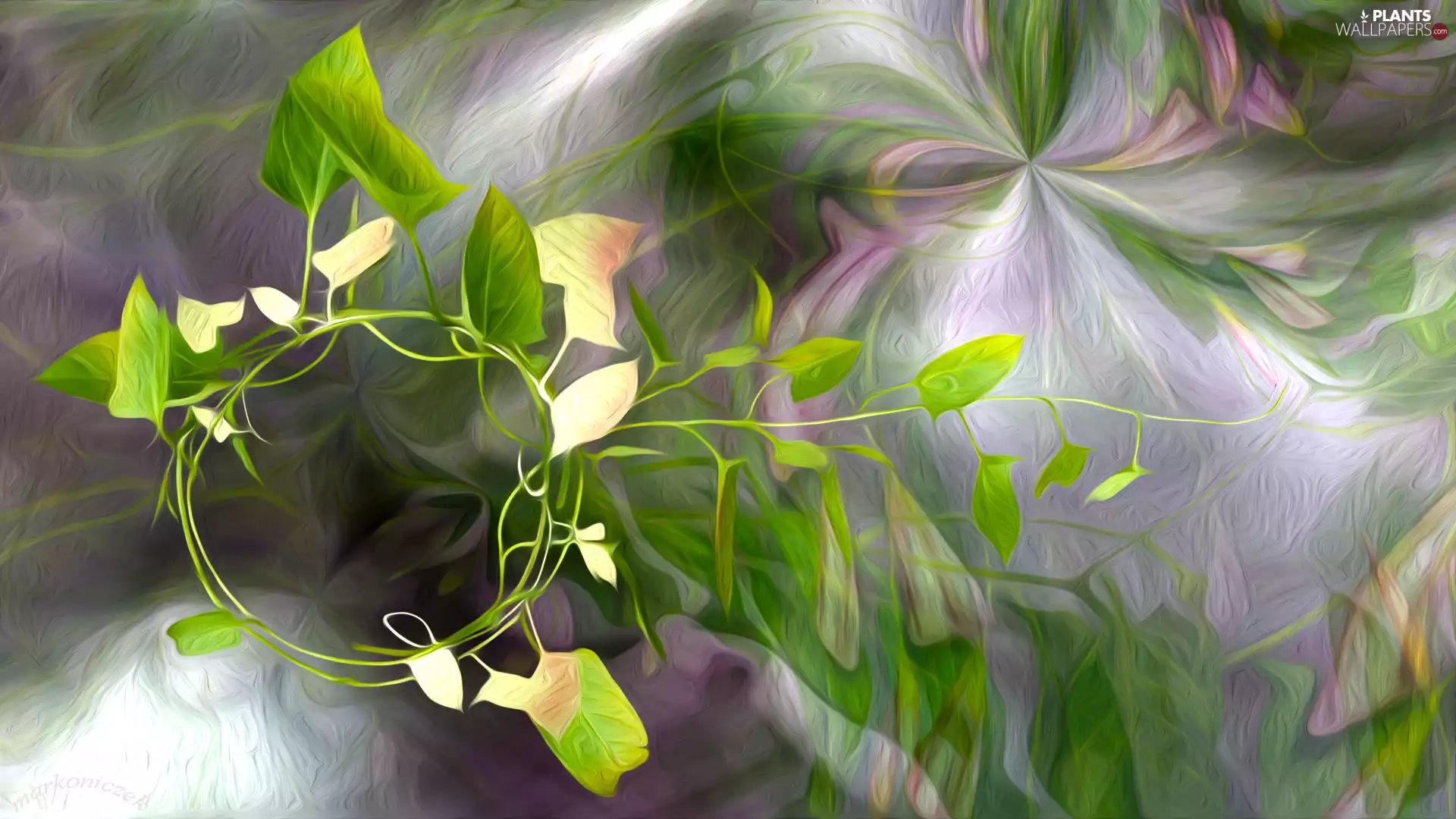 graphics, Leaf, bindweed