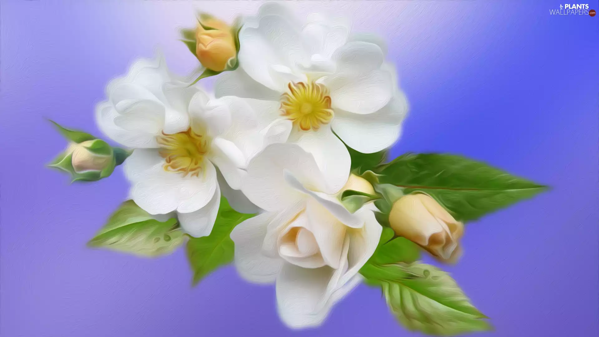 graphics, Flowers, Briar