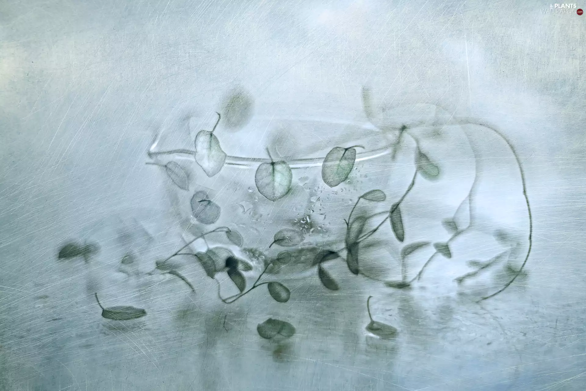 graphics, Leaf, dish