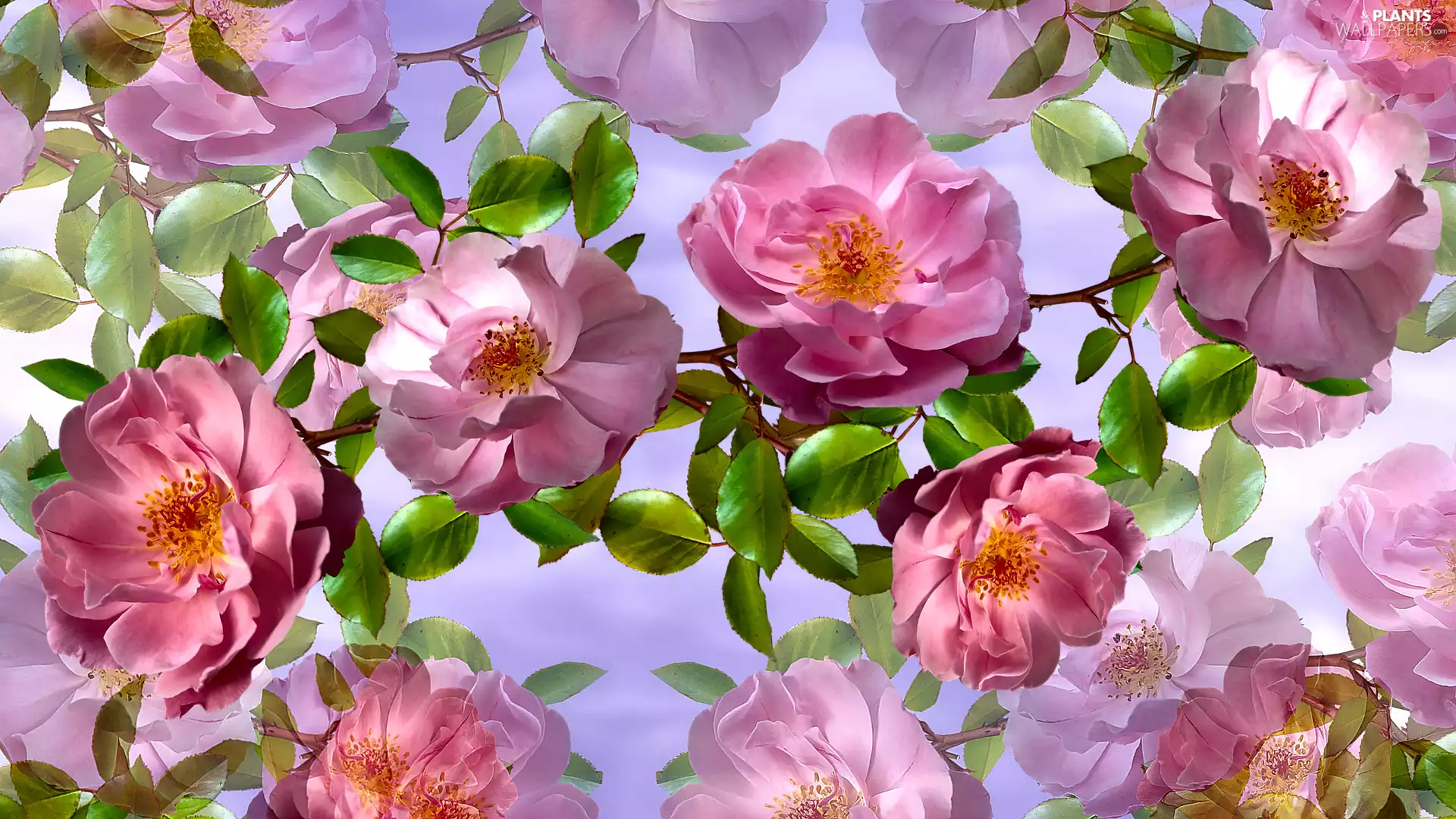 2D Graphics, Flowers, Wild Roses