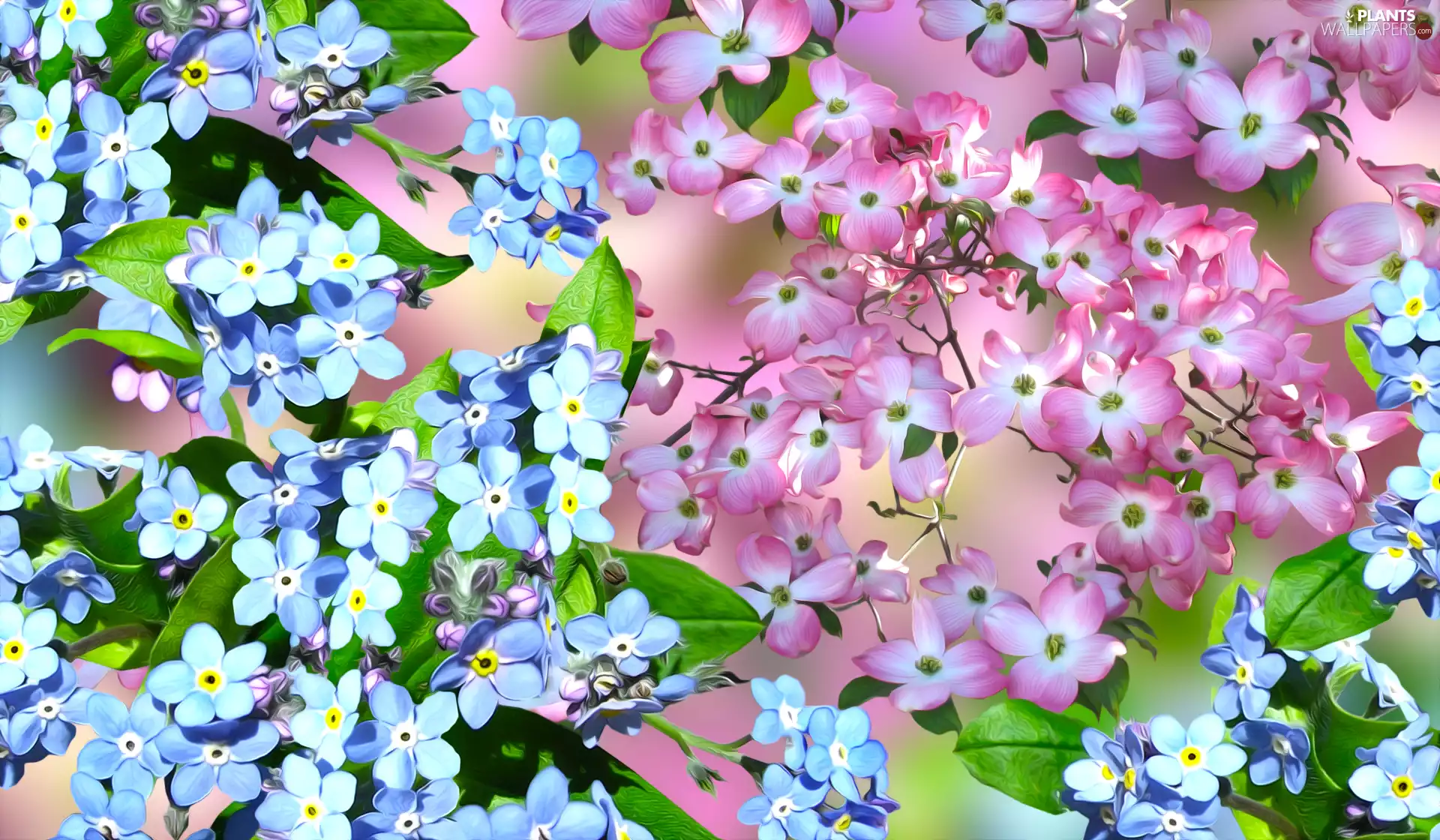 Flowers, Pink, Forget, graphics, dog-wood, Blue