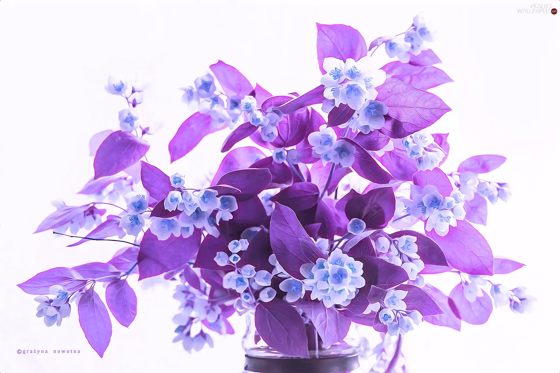 Fractalius, jasmine, Computer Graphics