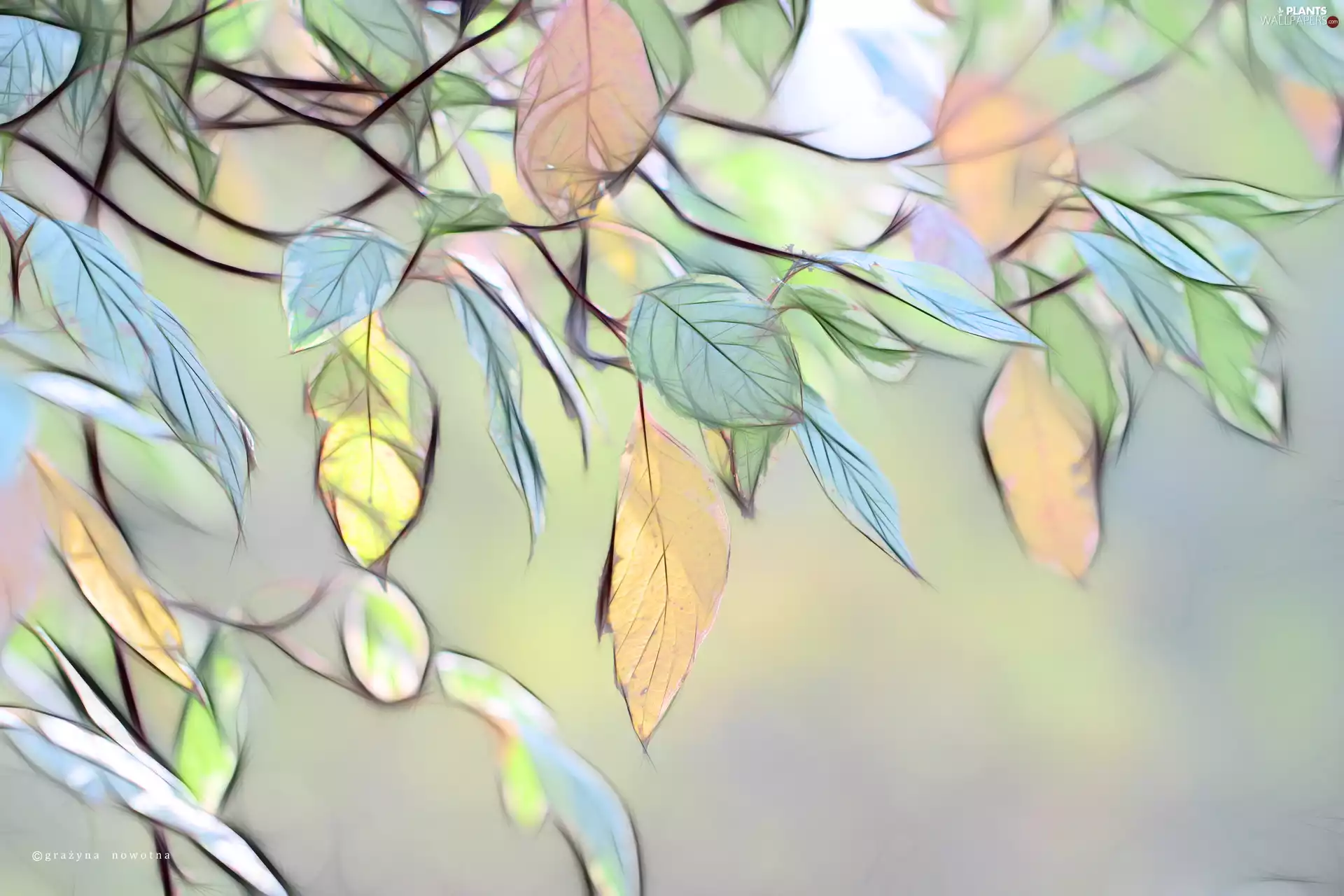 graphics, Leaf, Fractalius