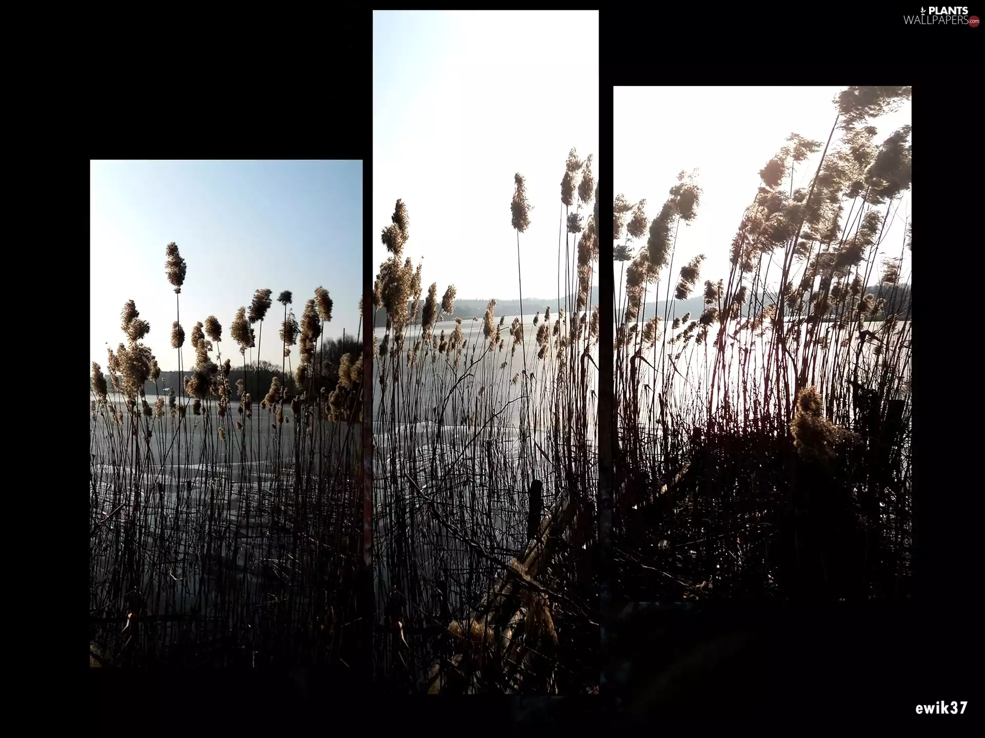 graphics, lake, grass