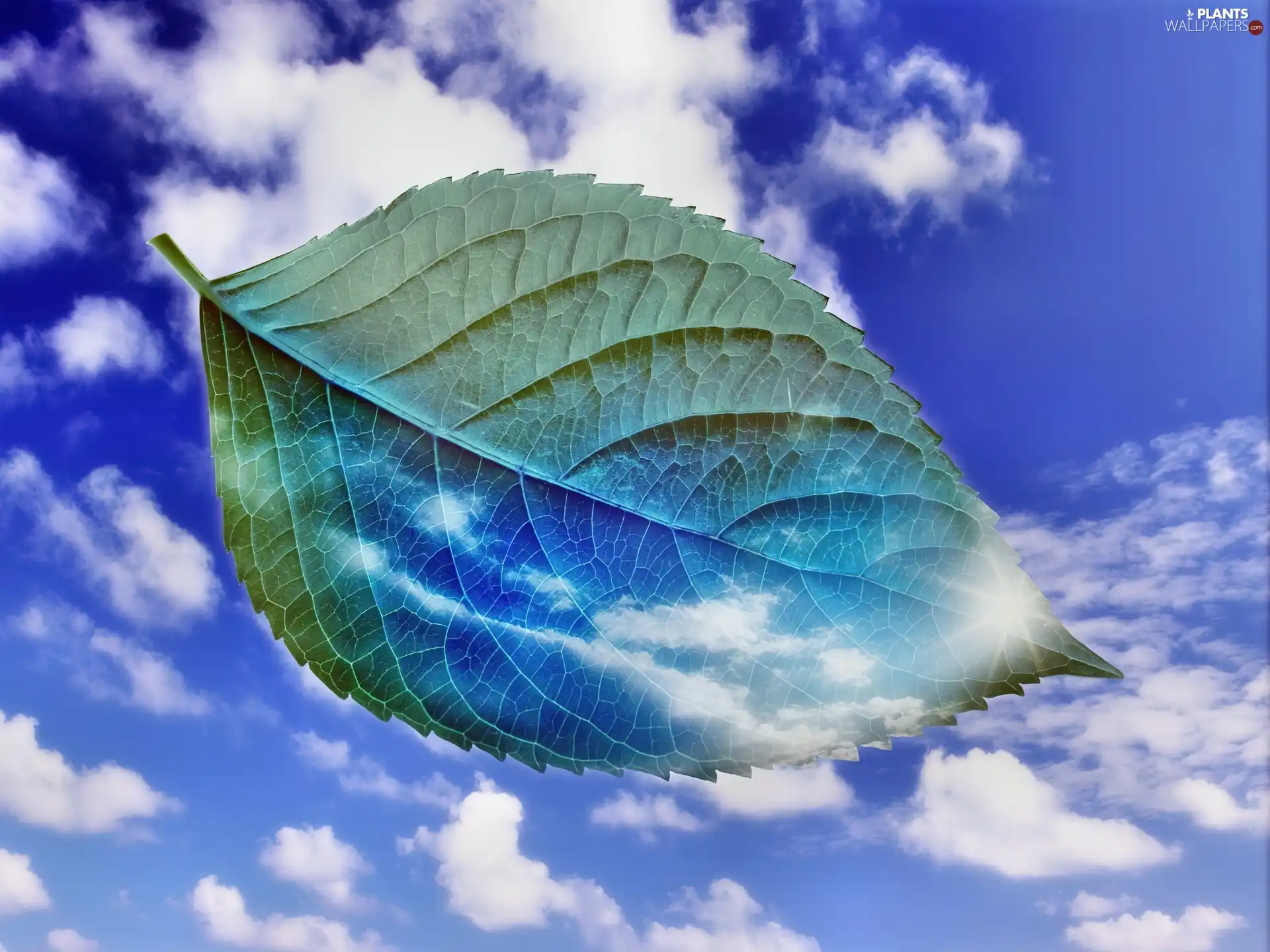 leaf, Sky, graphics, clouds