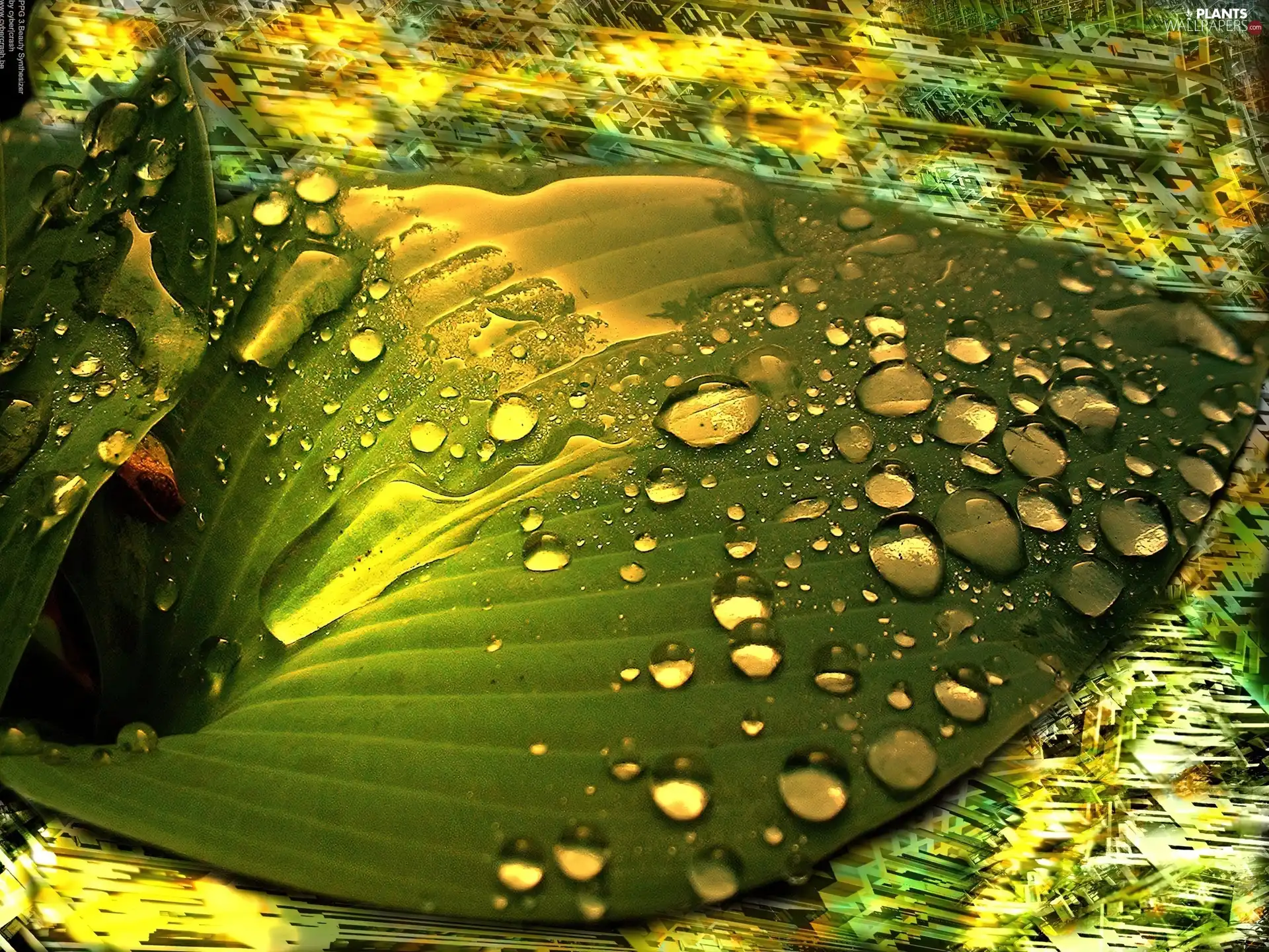 leaf, water, graphics, drops