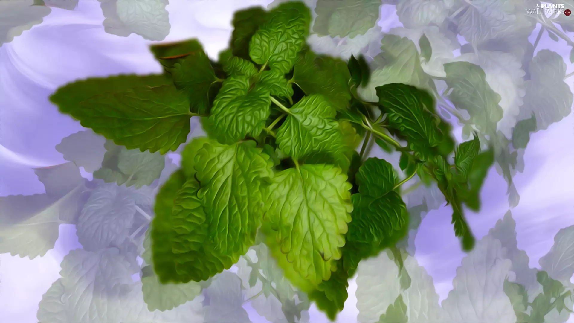 graphics, leaves, mint