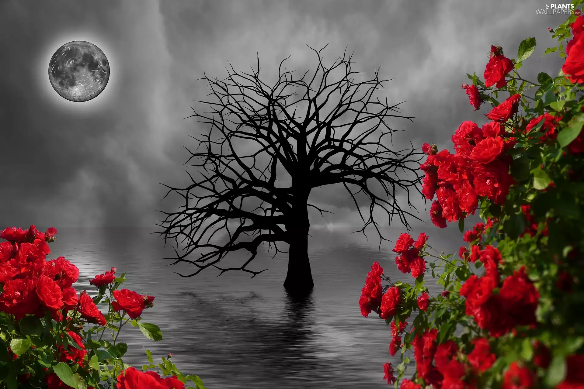 Flowers, moon, roses, sea, trees, Red, 2D Graphics