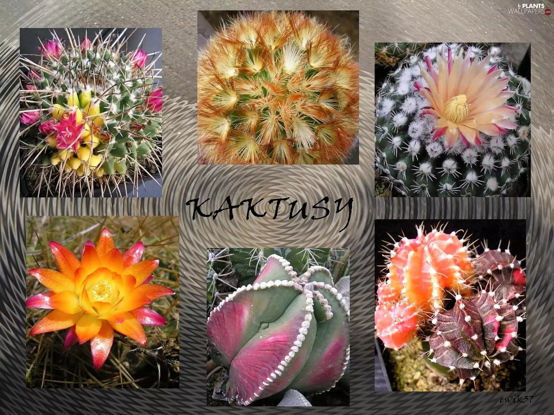 graphics, Cactus, text