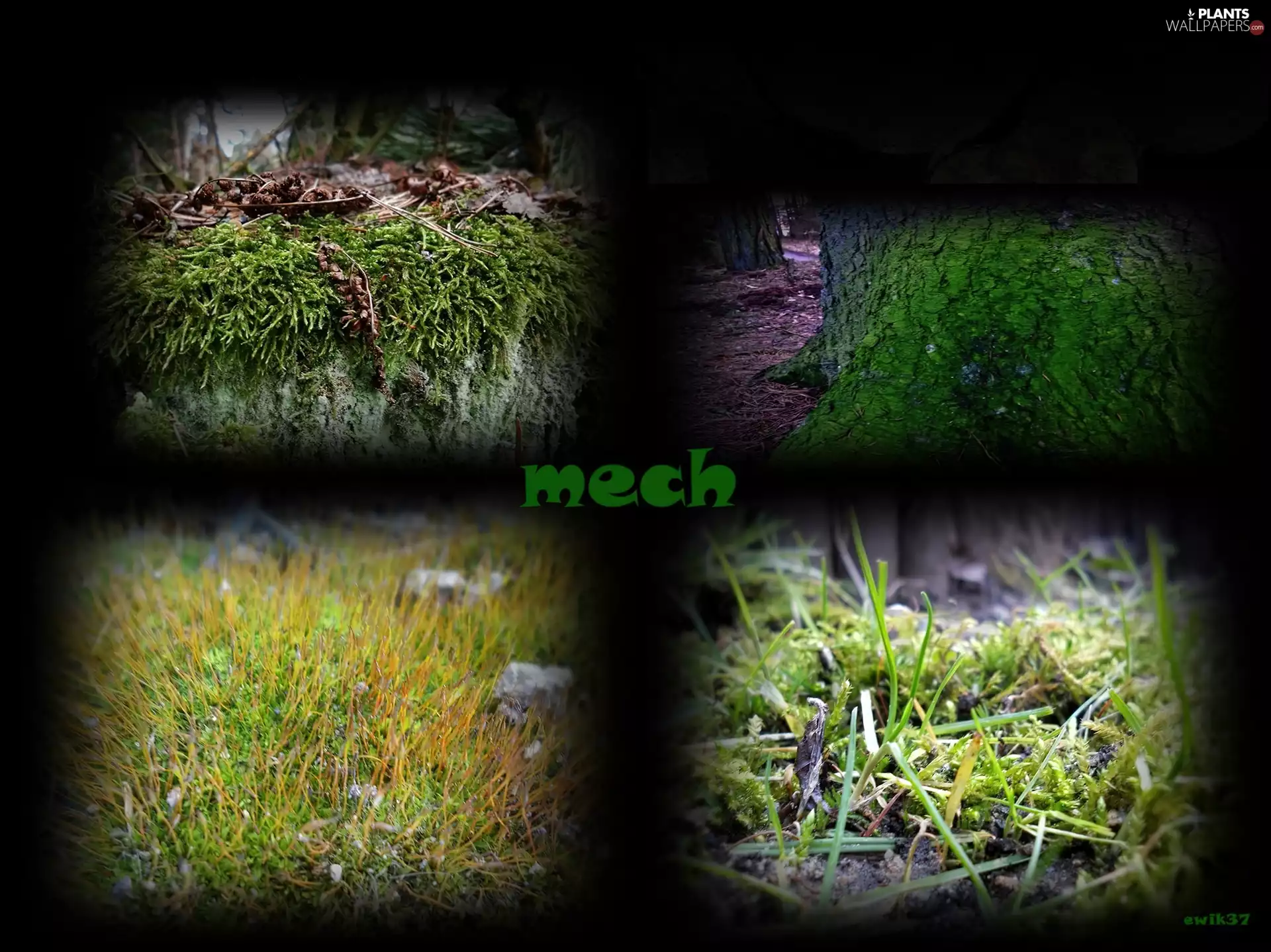 graphics, Moss, text