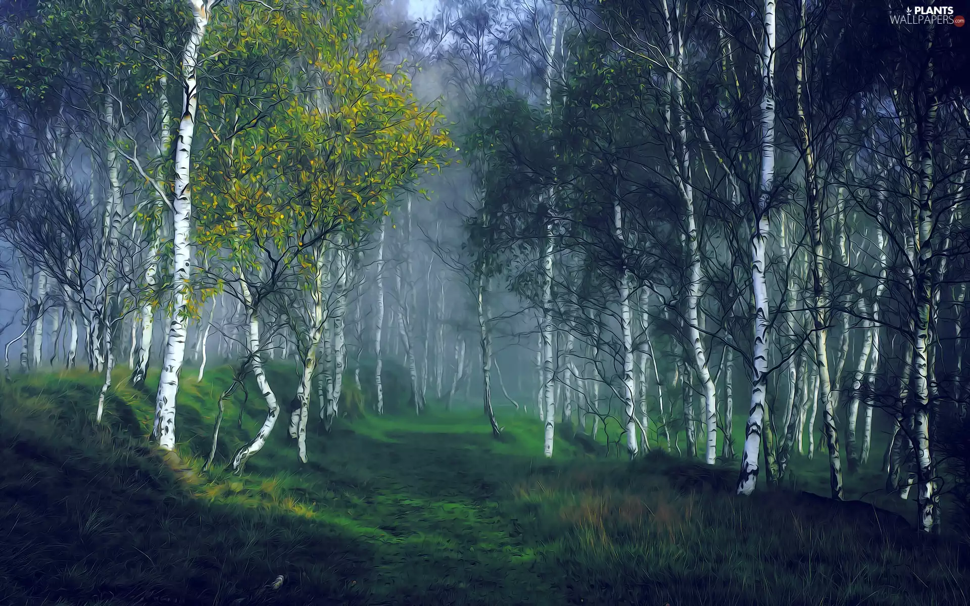 viewes, forest, Fog, graphics, birch, trees