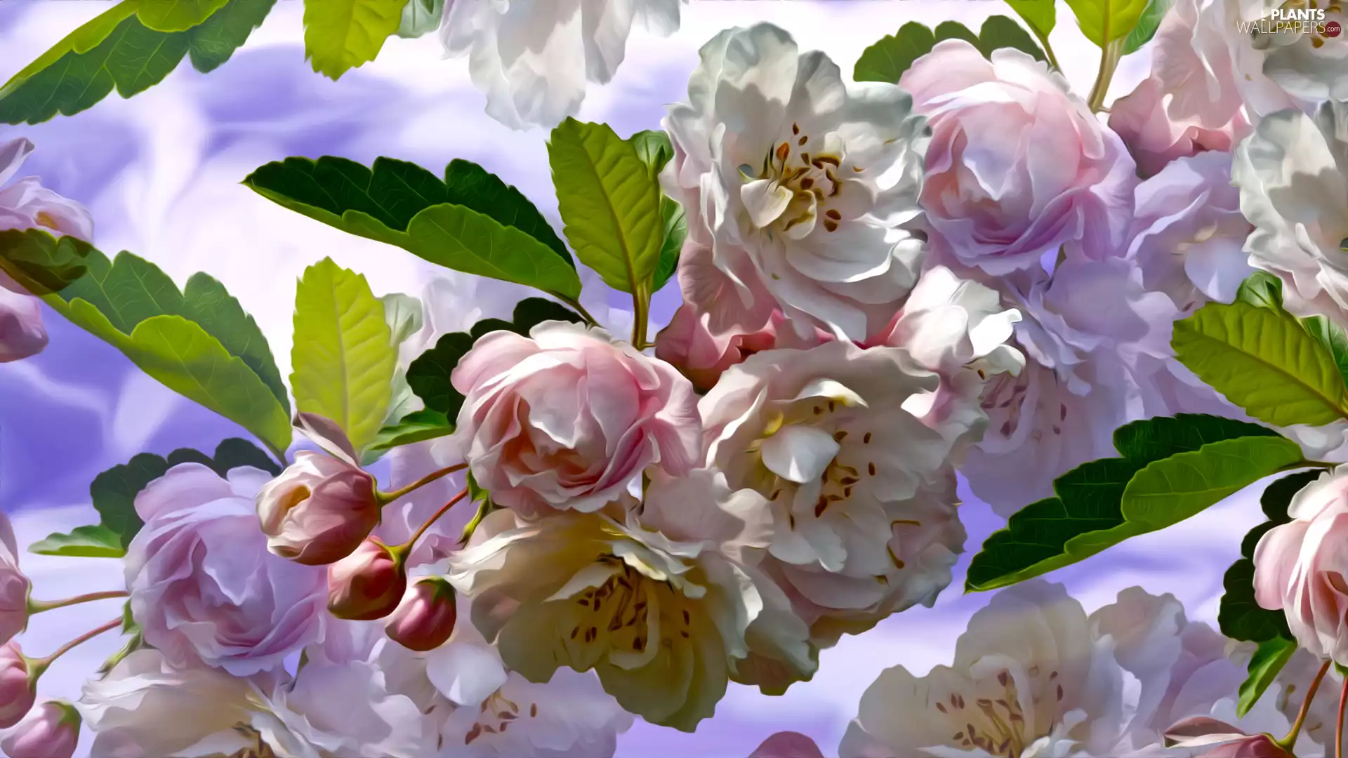 Leaf, Flowers, cherry, graphics, trees, twig