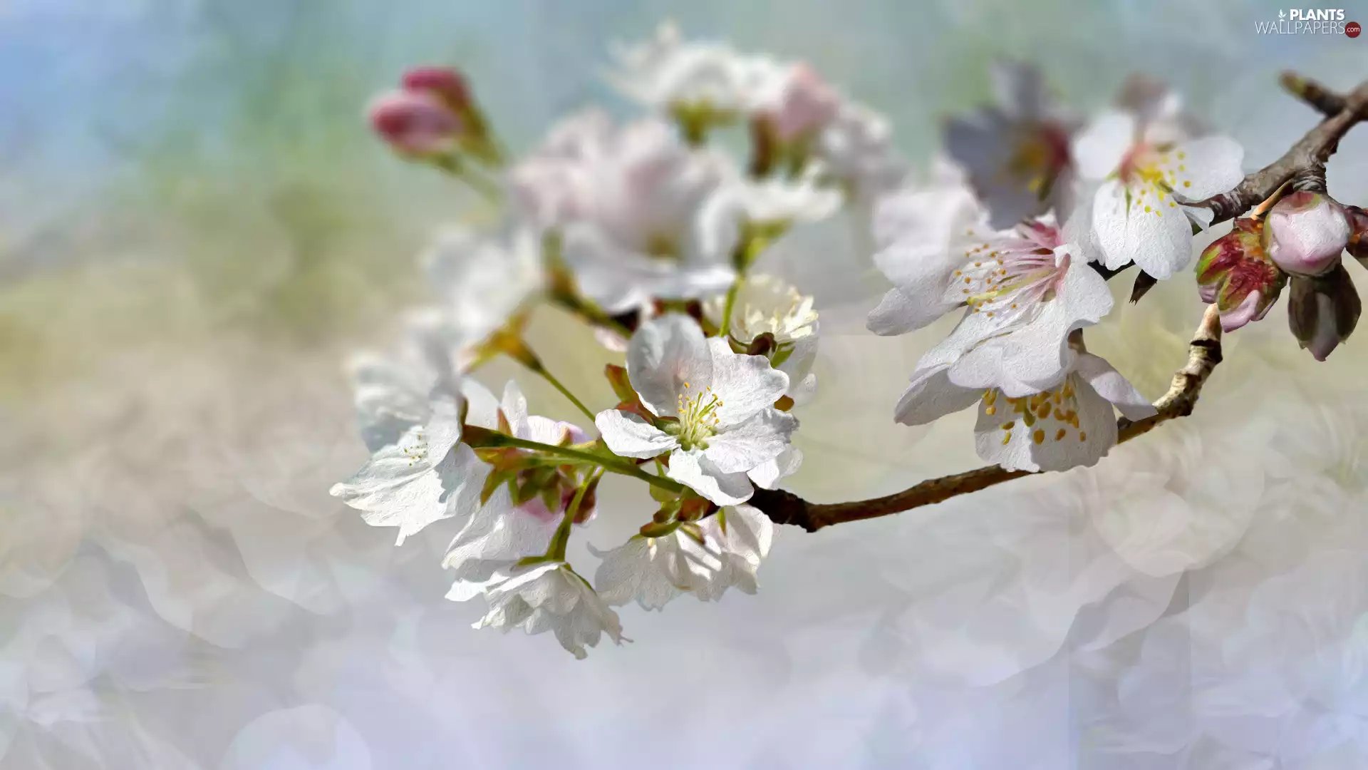 2D Graphics, twig, Fruit Tree