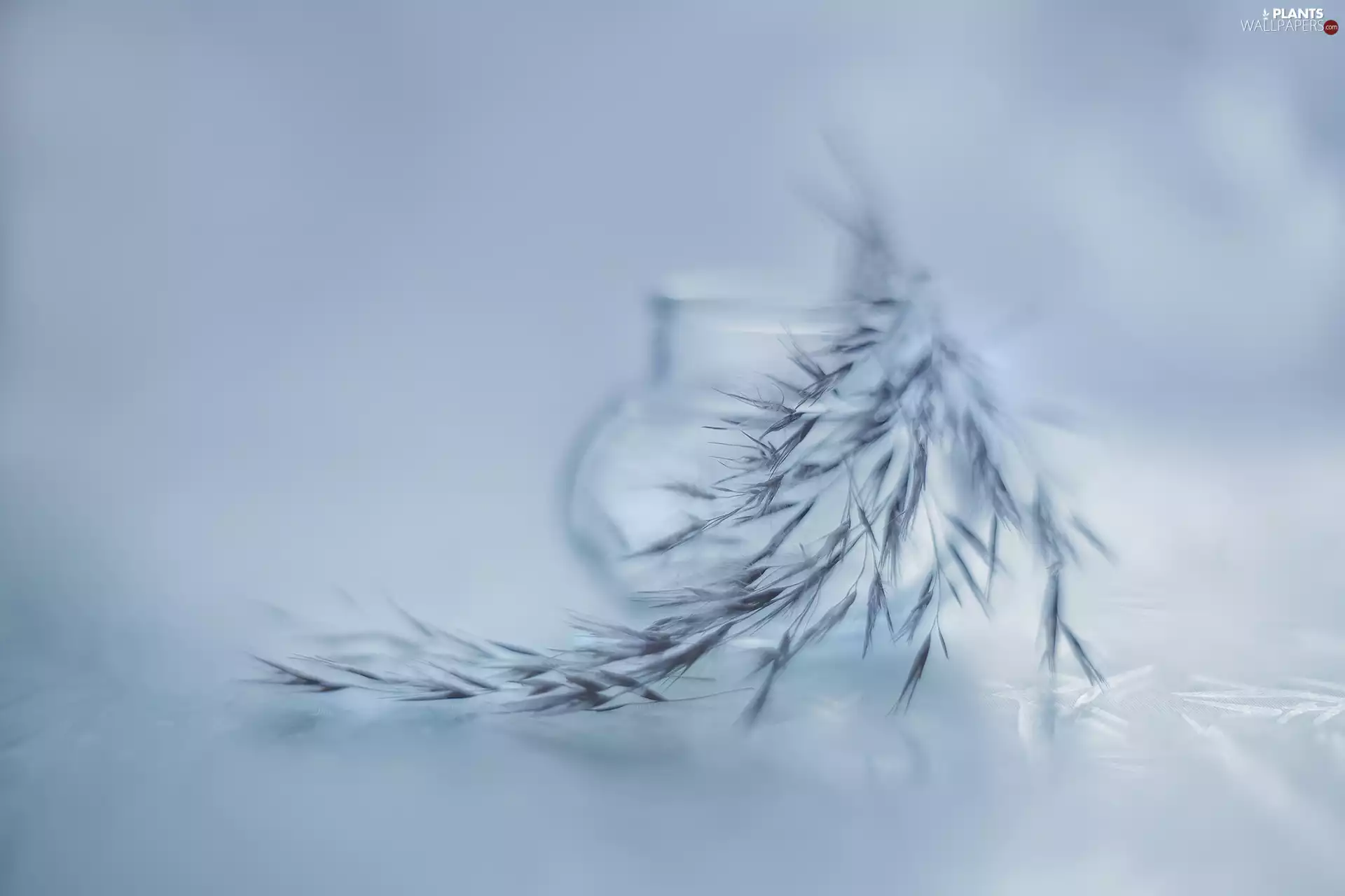 graphics, grass, vase