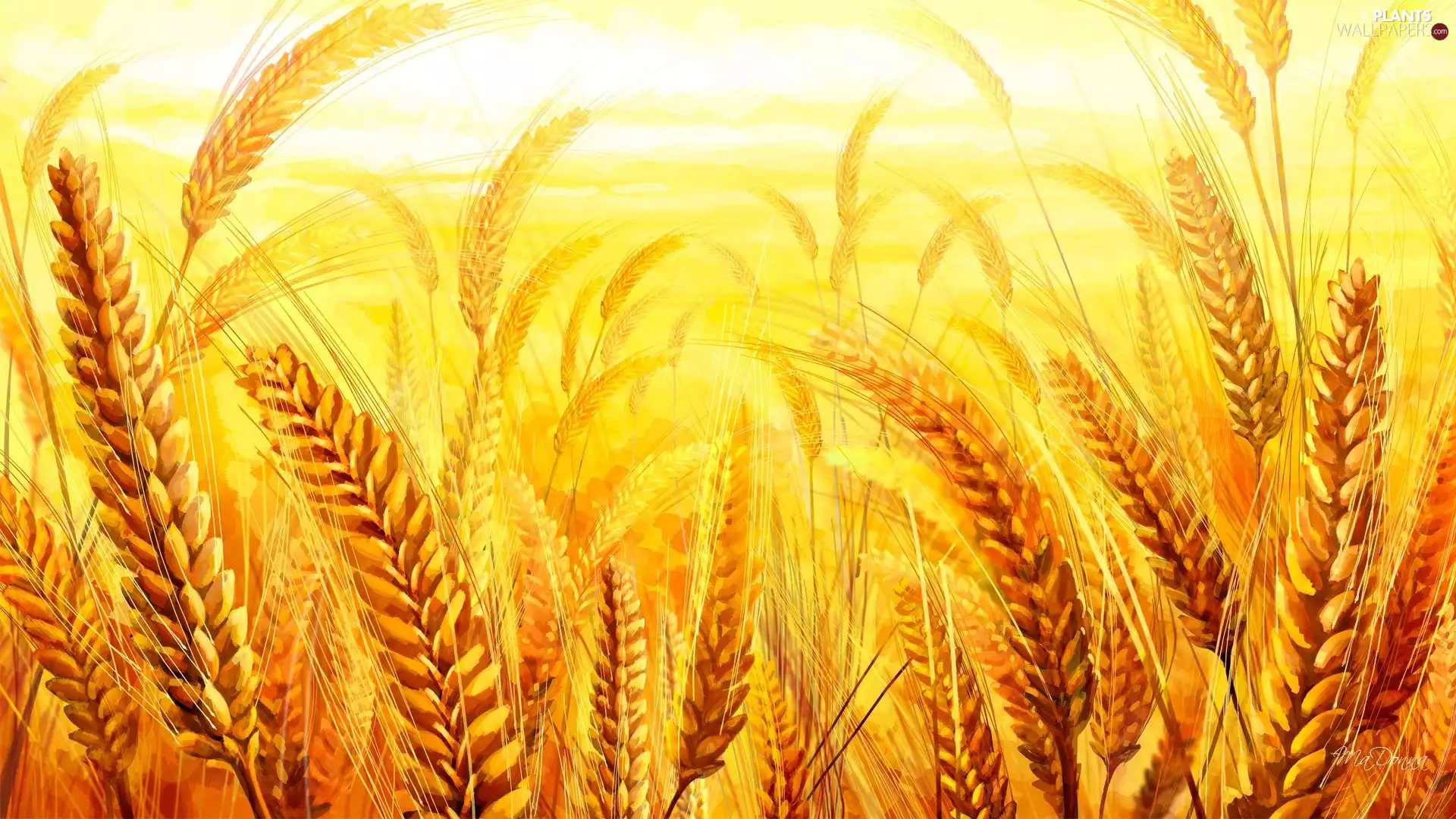 graphics, corn, wheat