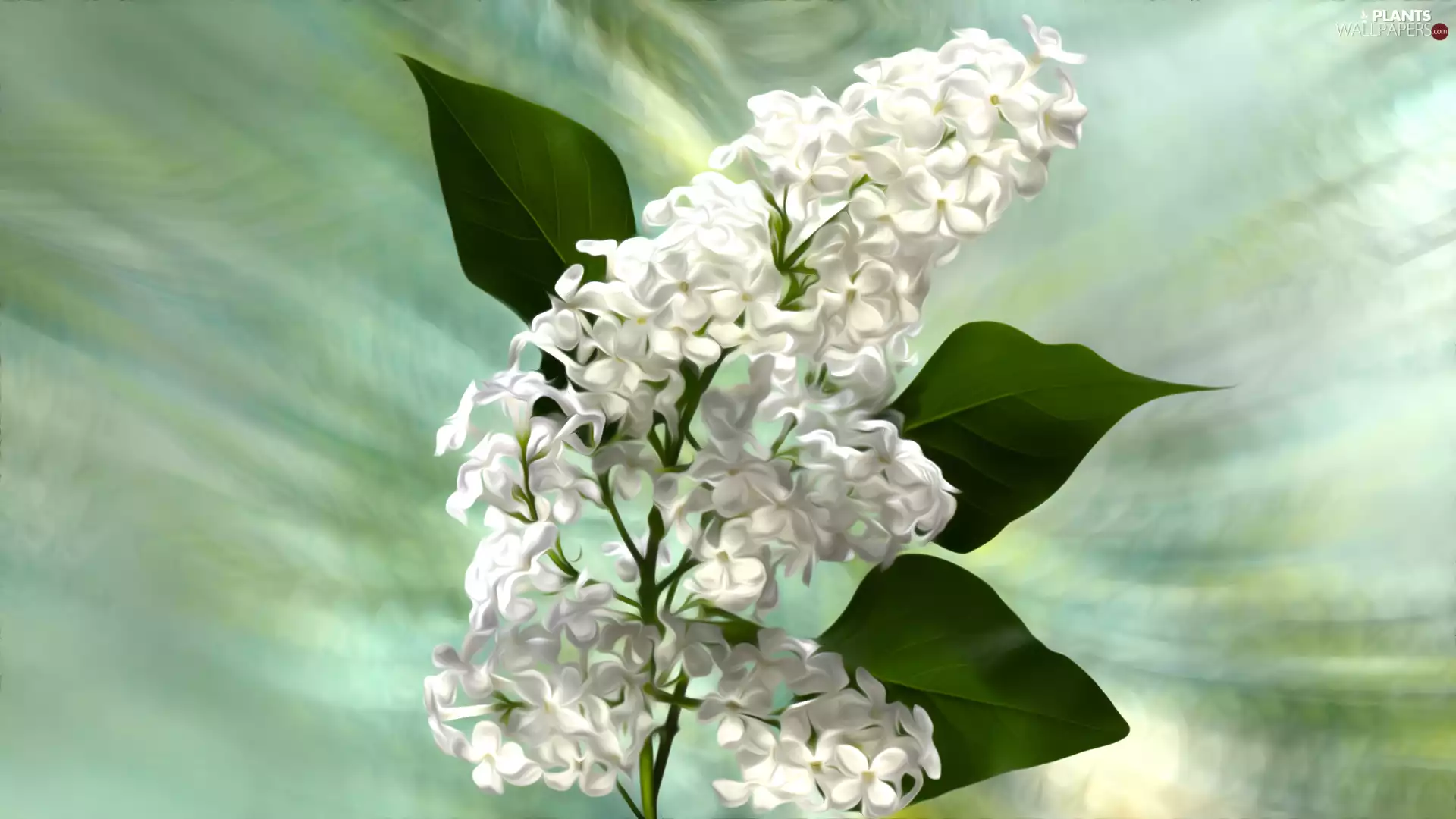 twig, graphics, White, without, Flowers