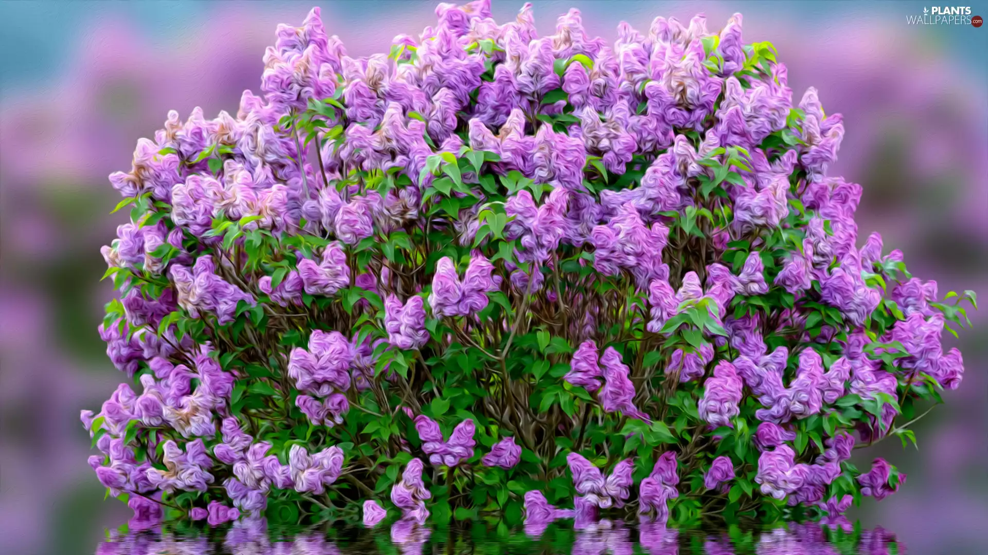 graphics, Bush, without